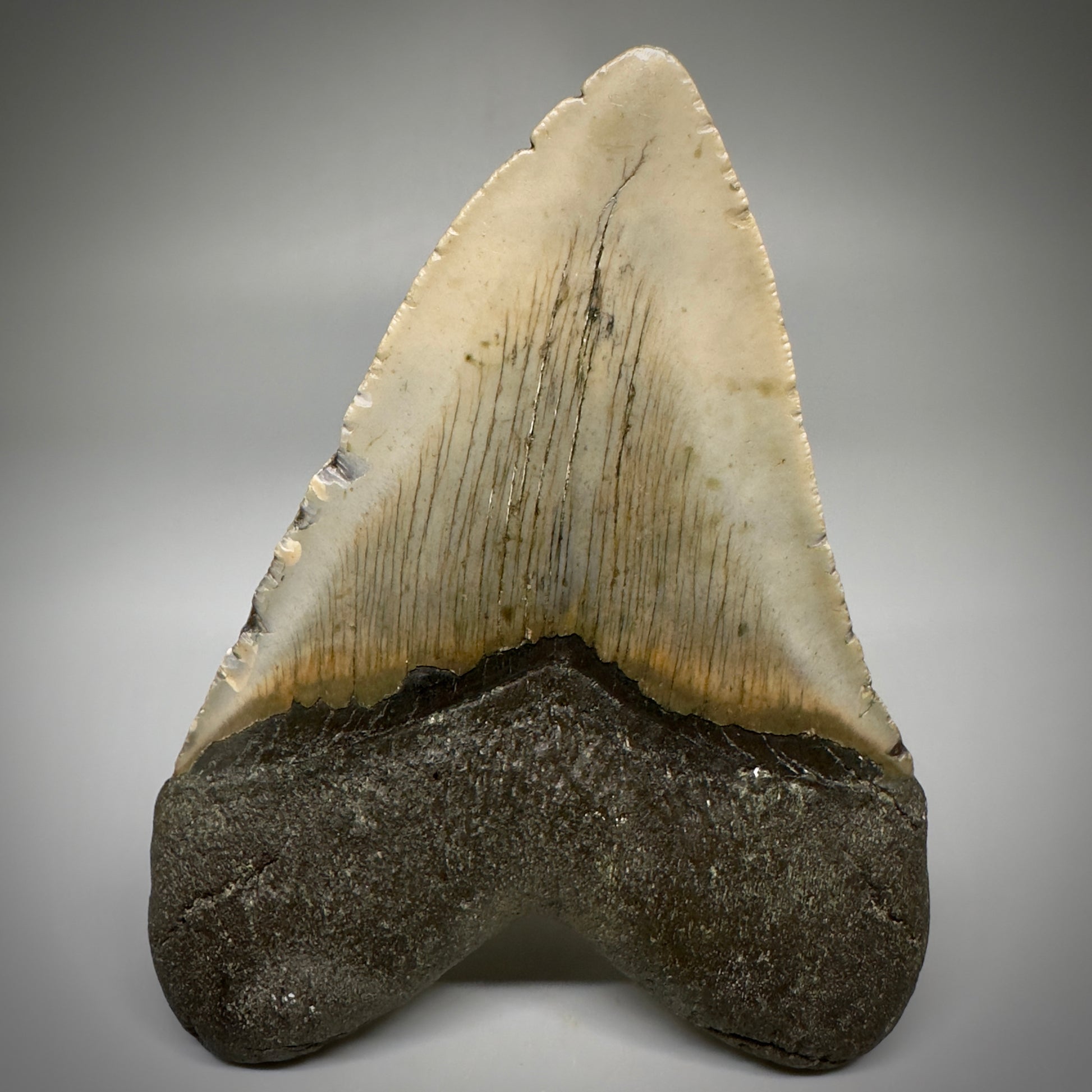 Colorful, complete 4.38" Fossil Megalodon Tooth from North Carolina CM5240 - Back
