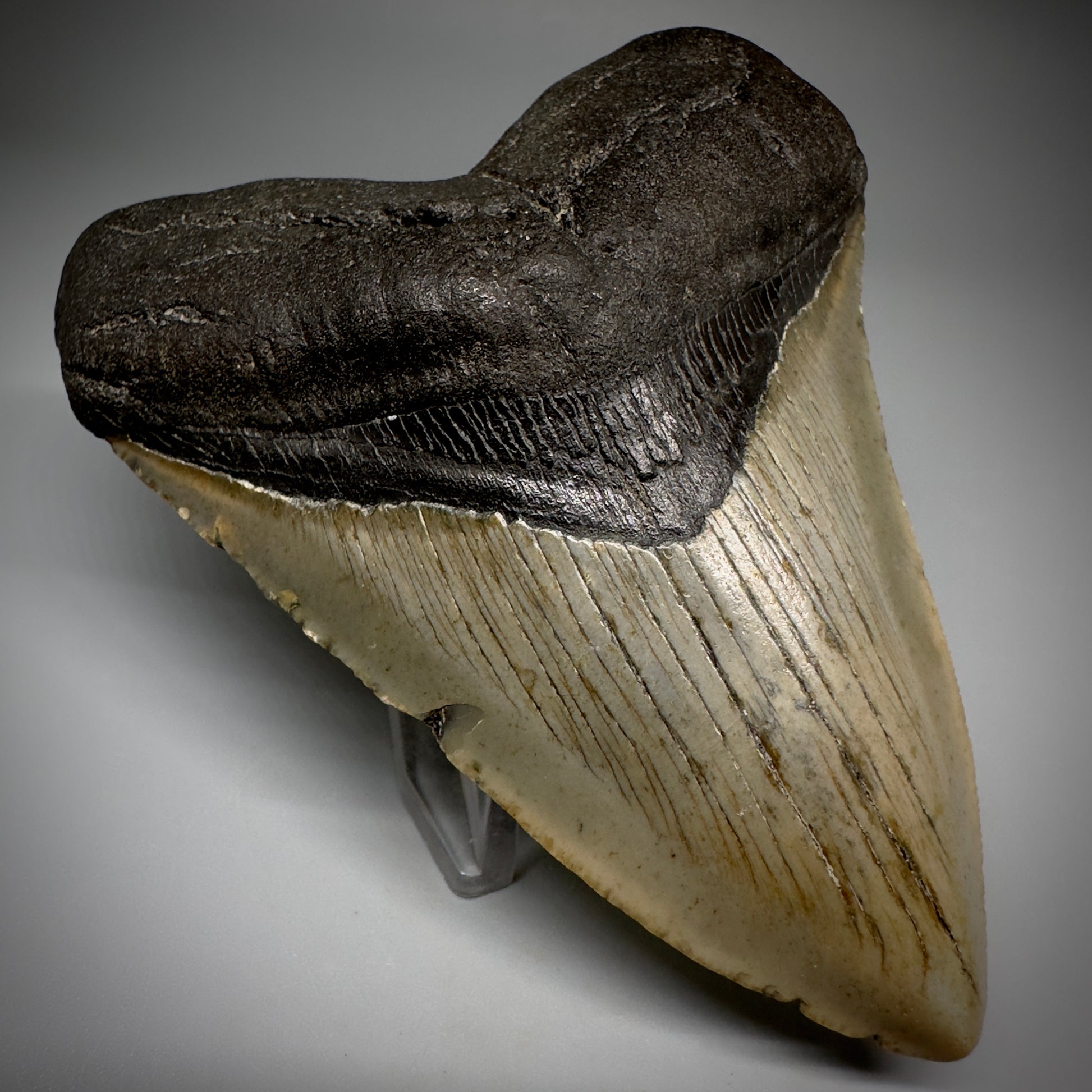 Colorful, complete 4.38" Fossil Megalodon Tooth from North Carolina CM5240 - Front Left