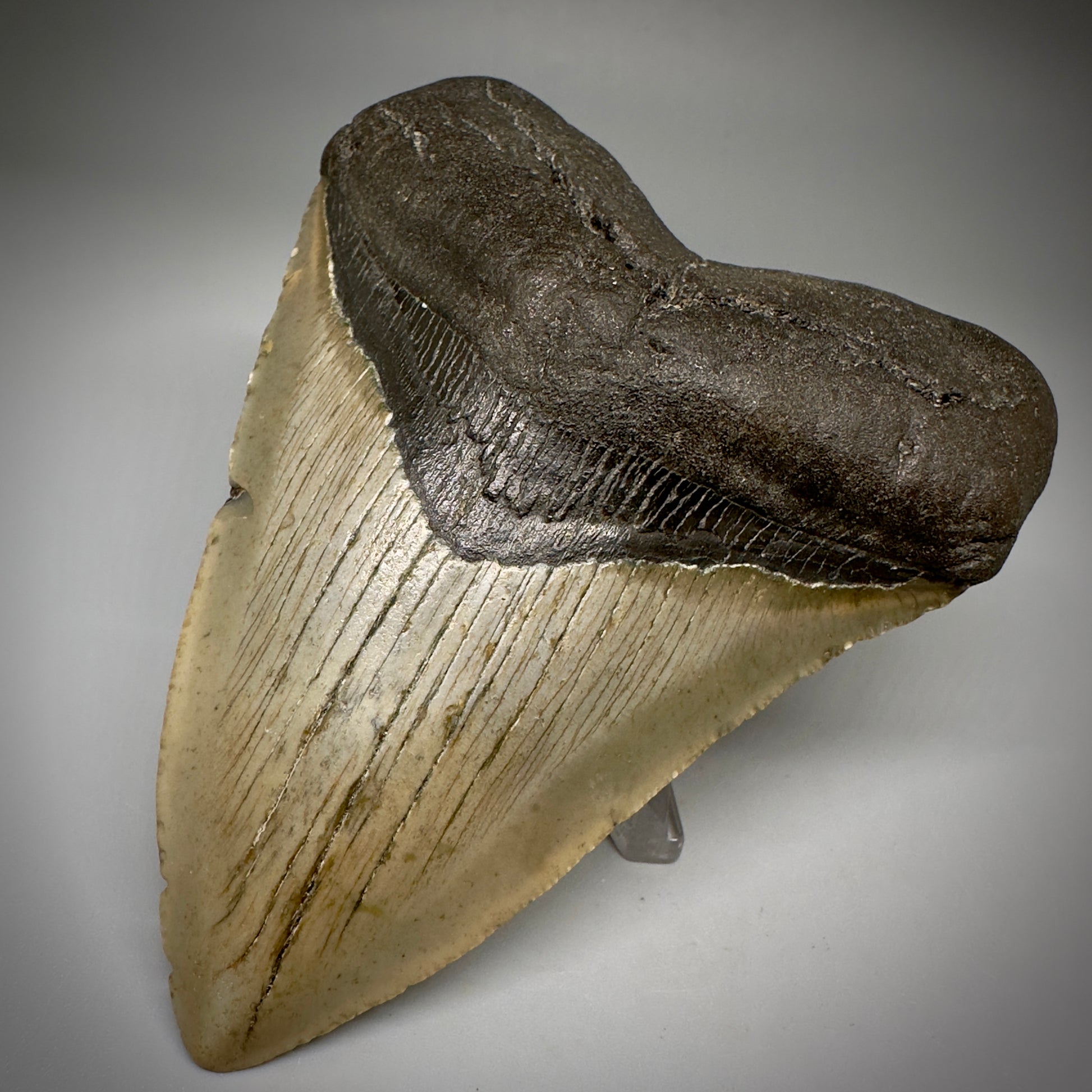 Colorful, complete 4.38" Fossil Megalodon Tooth from North Carolina CM5240 - Front Right
