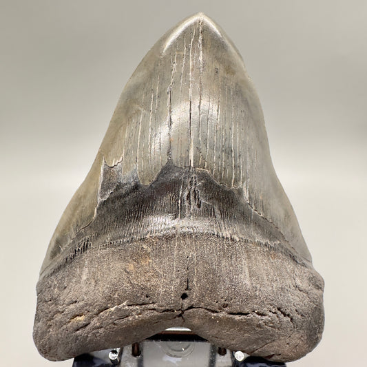 Beast Large 6.18 inches Megalodon Tooth from Southeast, USA CM4548 front