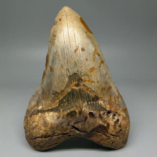 Front View LARGE, Great Shape 5.93" Fossil Megalodon Tooth - Wilmington North Carolina CM6008