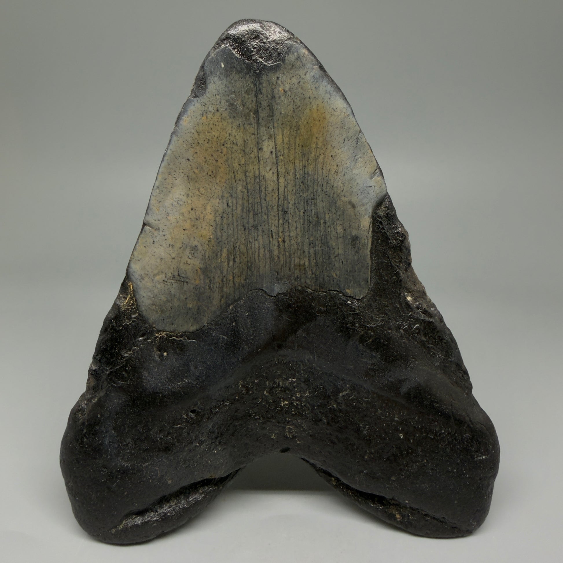 Back View LARGE, Great Shape 5.81" Fossil Megalodon Tooth - Wilmington North Carolina CM6006