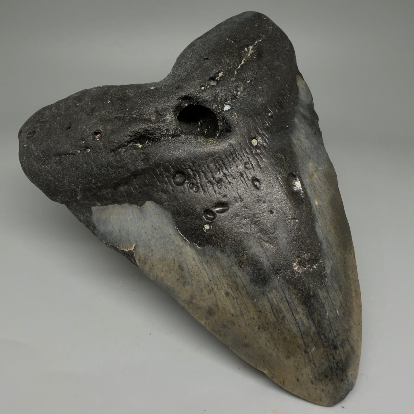 Front Left View LARGE, Great Shape 5.81" Fossil Megalodon Tooth - Wilmington North Carolina CM6006