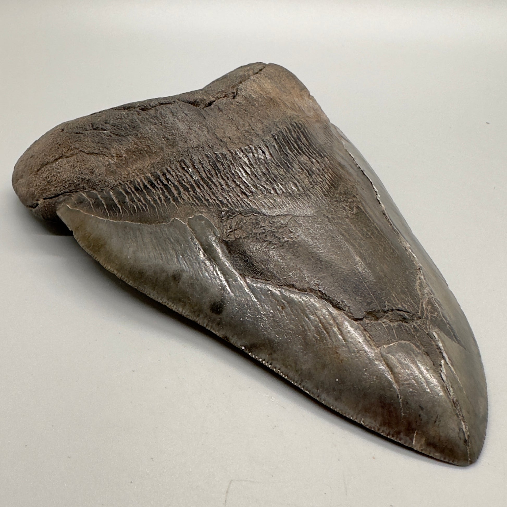 6.31 inches Beast Megalodon Tooth from Southeast, USA CM4551 front left
