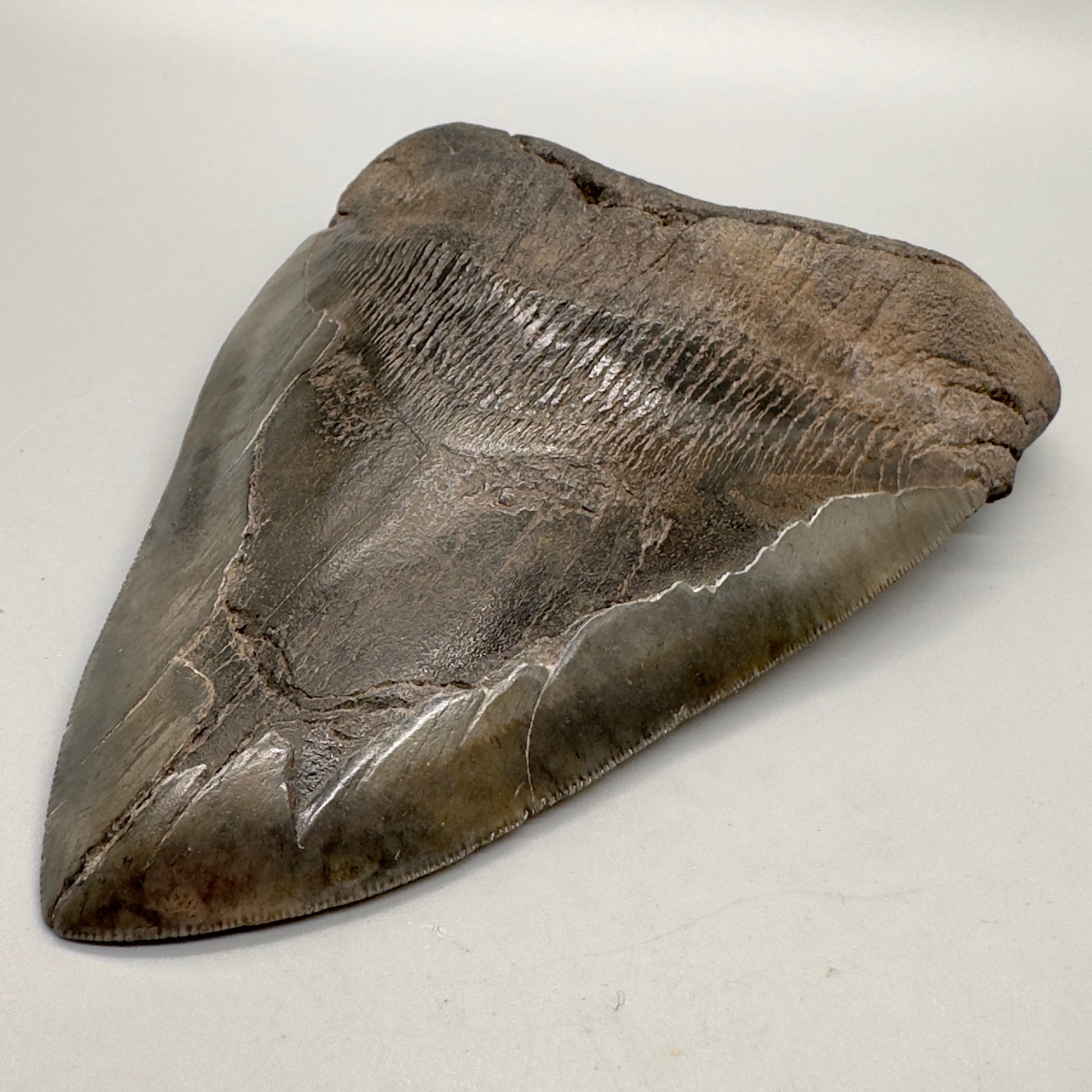 6.31 inches Beast Megalodon Tooth from Southeast, USA CM4551 front right