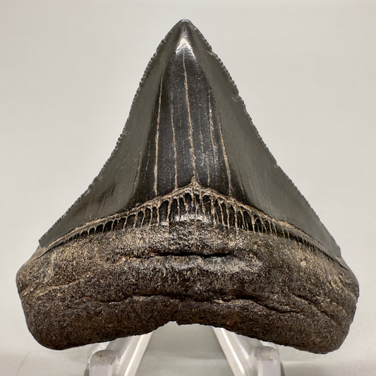 Jet black, serrated posterior 2.50 inches Megalodon Tooth from Georgia CM4547-1 front
