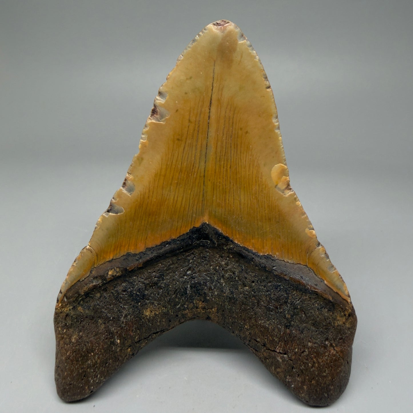 Back View Colorful 4.28" Authentic Megalodon Tooth – North Carolina Fossil | Carcharocles megalodon CM594