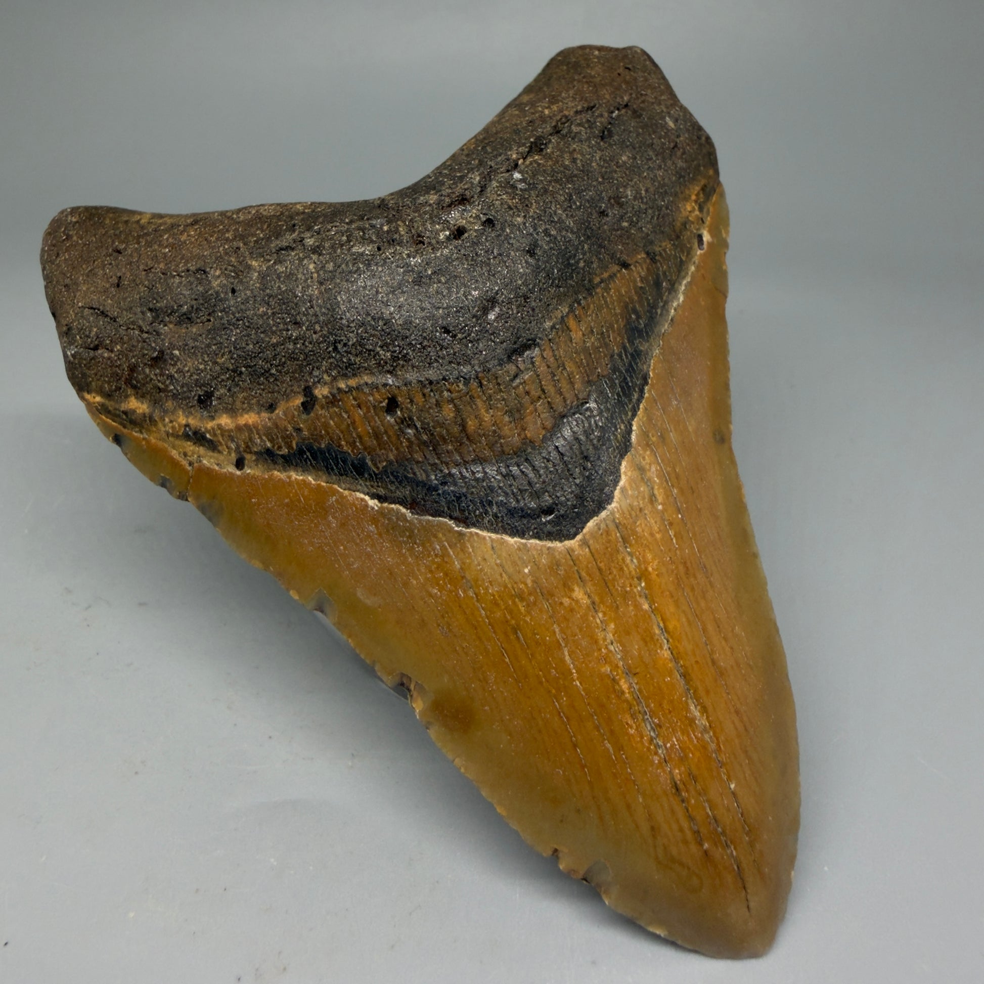 Front Left View Colorful 4.28" Authentic Megalodon Tooth – North Carolina Fossil | Carcharocles megalodon CM594