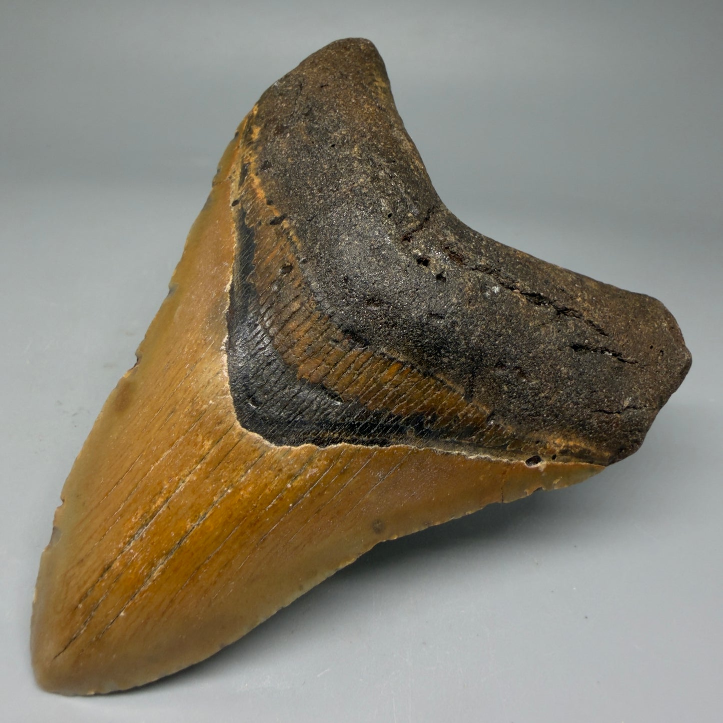 Front Right View Colorful 4.28" Authentic Megalodon Tooth – North Carolina Fossil | Carcharocles megalodon CM594