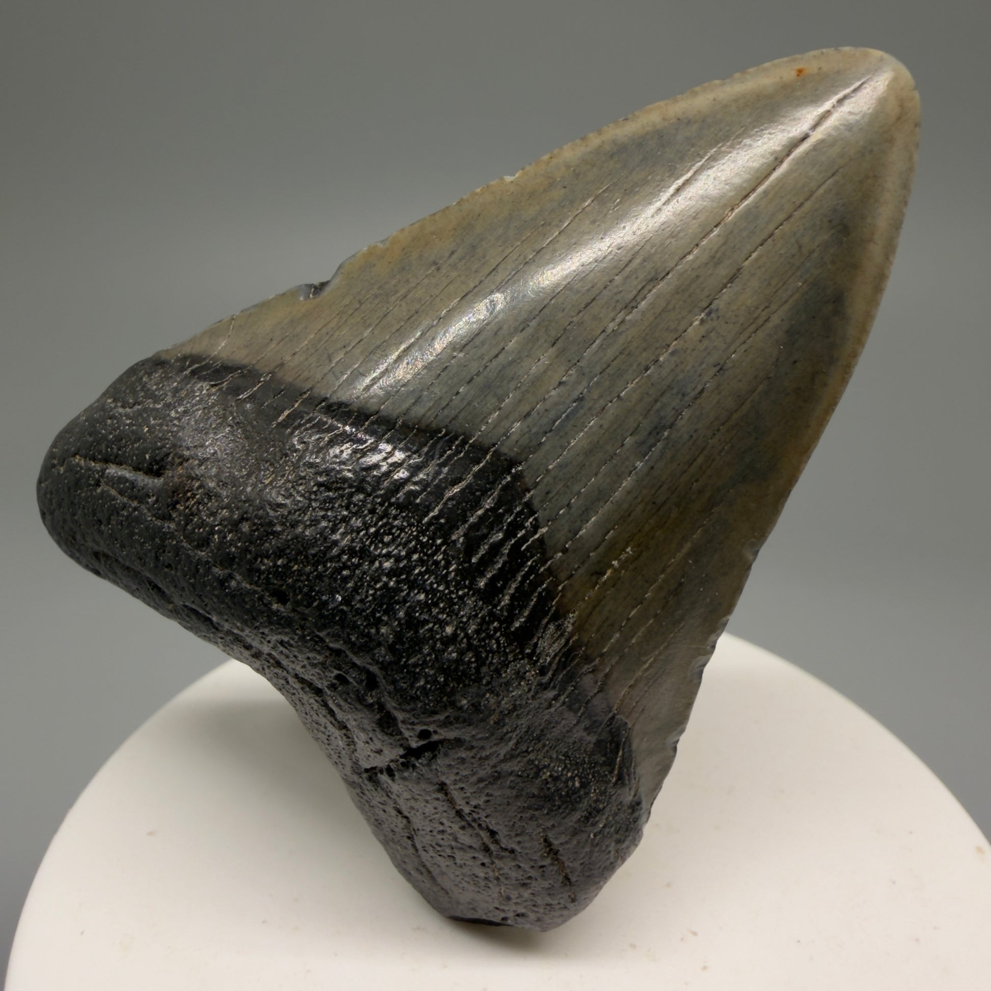 Front View 2.54" Heart Shaped Fossil Megalodon Tooth – South Carolina River Find | Authentic Megalodon Tooth CM5559 - 1