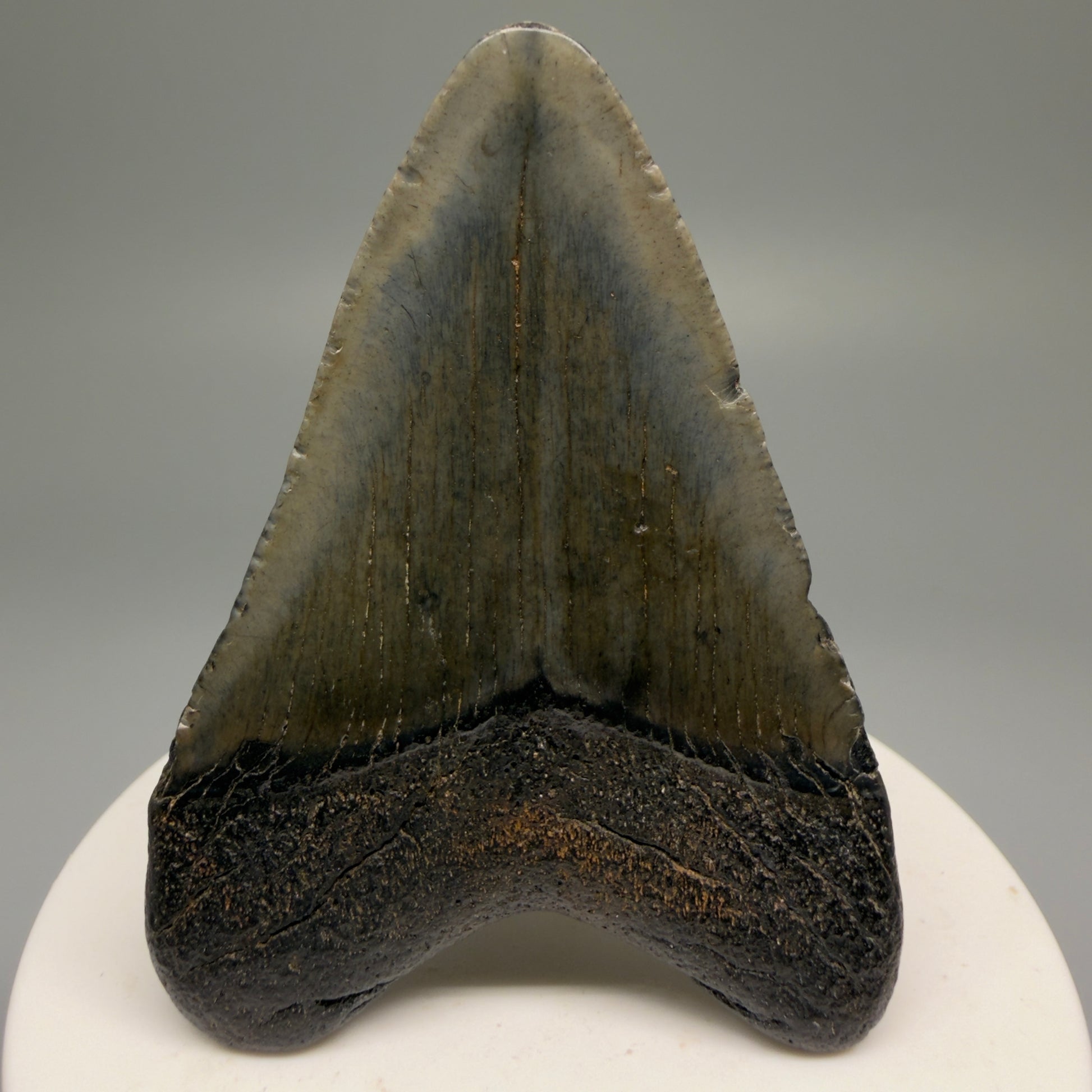 Back View 2.54" Heart Shaped Fossil Megalodon Tooth – South Carolina River Find | Authentic Megalodon Tooth CM5559 