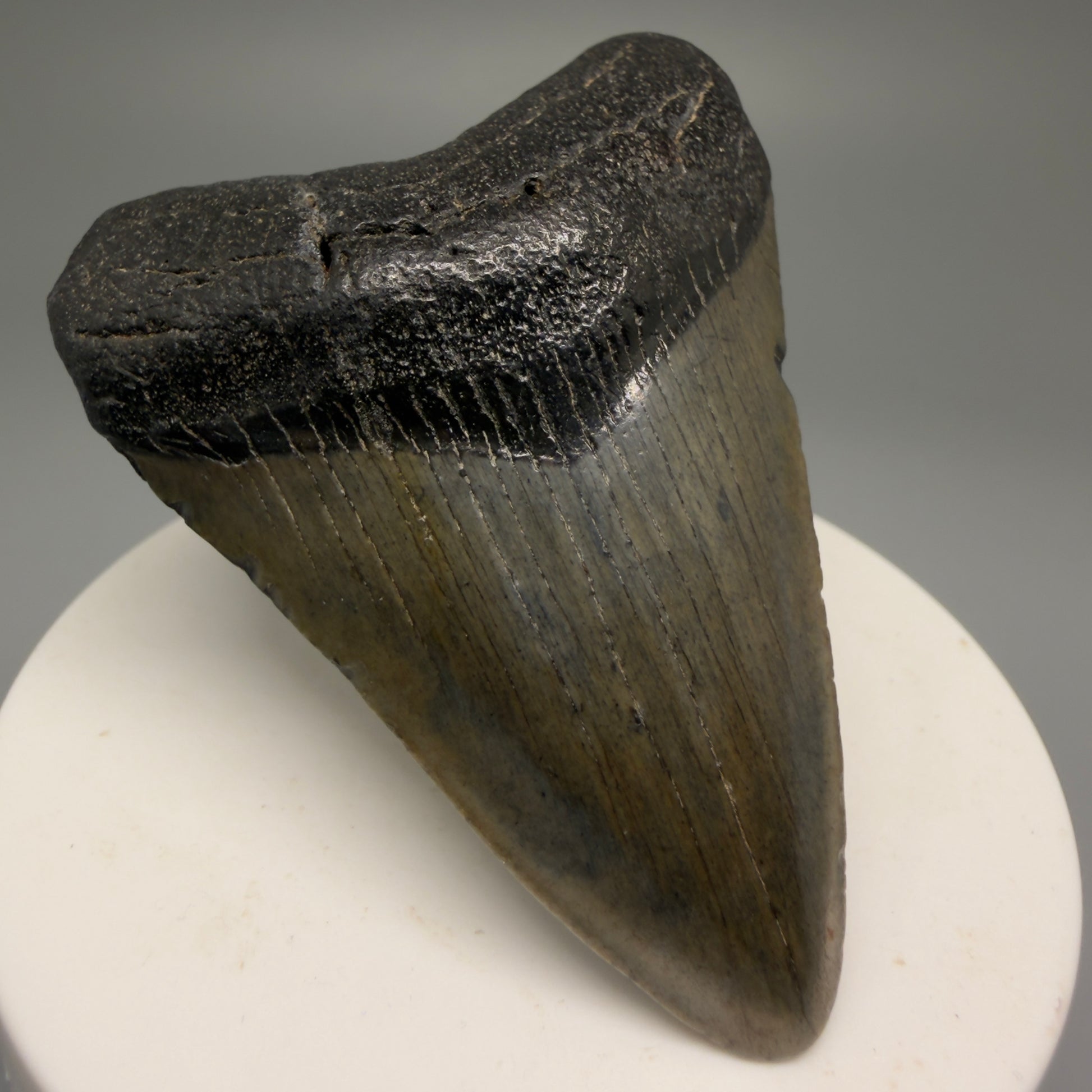 Front Left View 2.54" Heart Shaped Fossil Megalodon Tooth – South Carolina River Find | Authentic Megalodon Tooth CM5559 