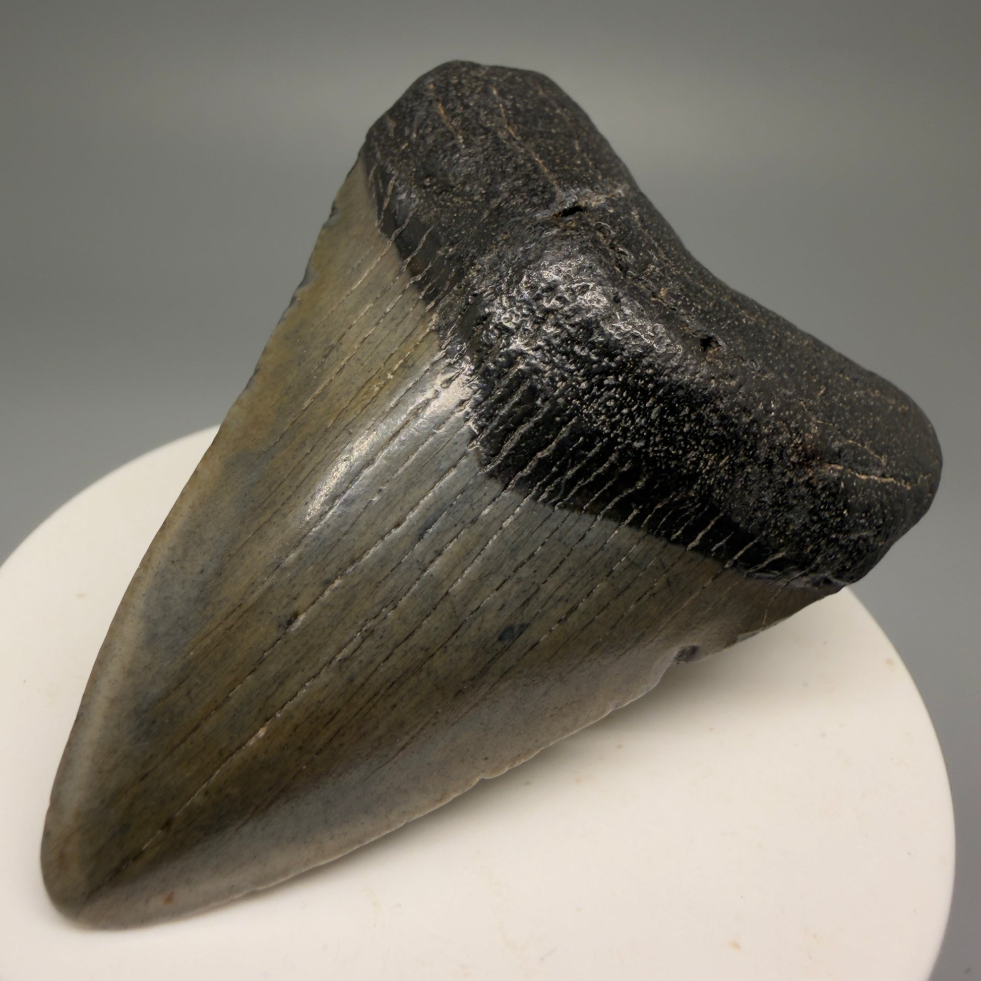 Front Right View 2.54" Heart Shaped Fossil Megalodon Tooth – South Carolina River Find | Authentic Megalodon Tooth CM5559 