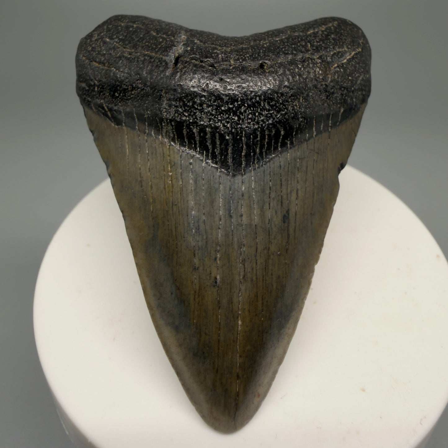 Front View 2.54" Heart Shaped Fossil Megalodon Tooth – South Carolina River Find | Authentic Megalodon Tooth CM5559 - 1