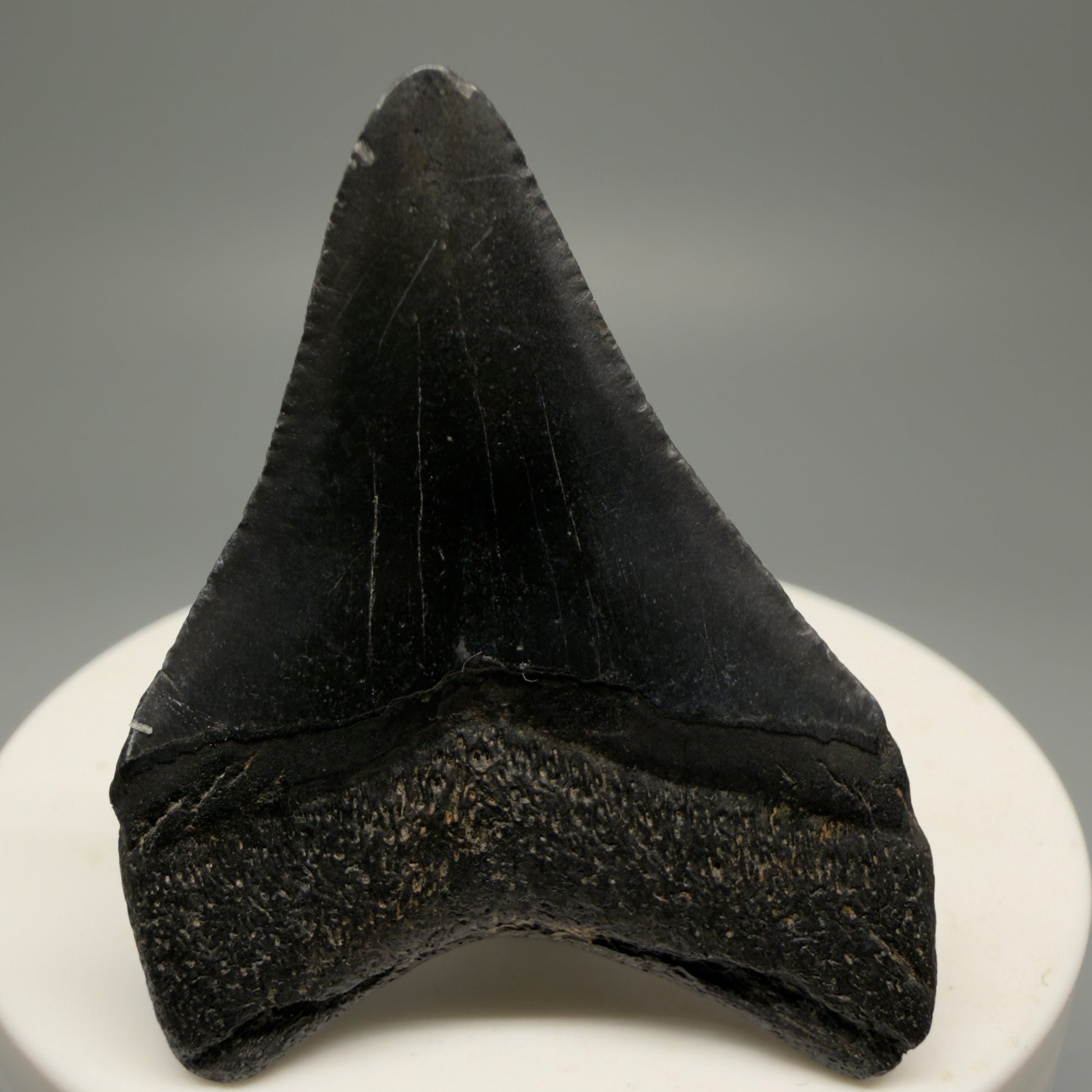 Back View 1.88" Dark Colors Fossil Megalodon Tooth – South Carolina River Find | Authentic Megalodon Tooth CM55554