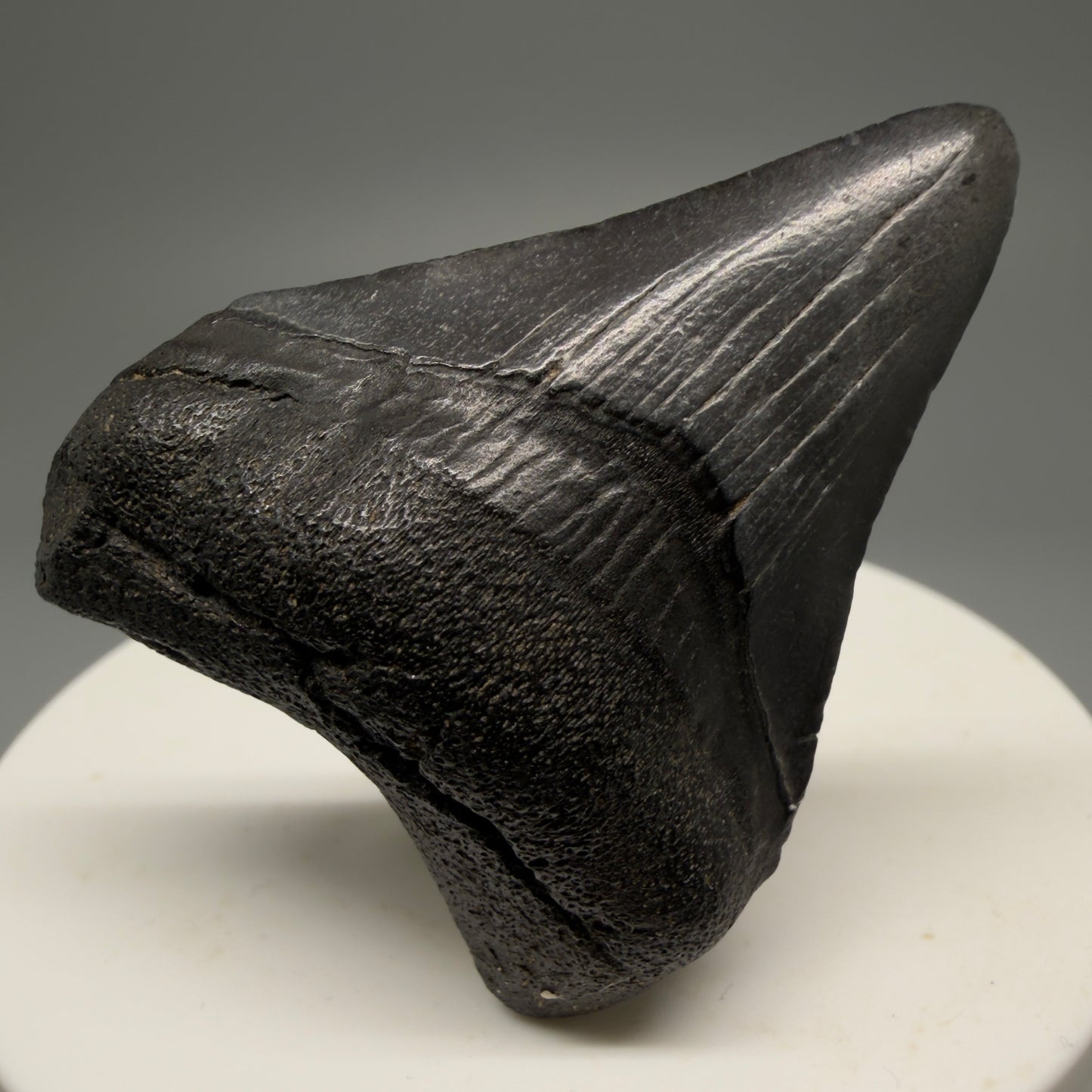 Front View 1.88" Dark Colors Fossil Megalodon Tooth – South Carolina River Find | Authentic Megalodon Tooth CM55554 - 1