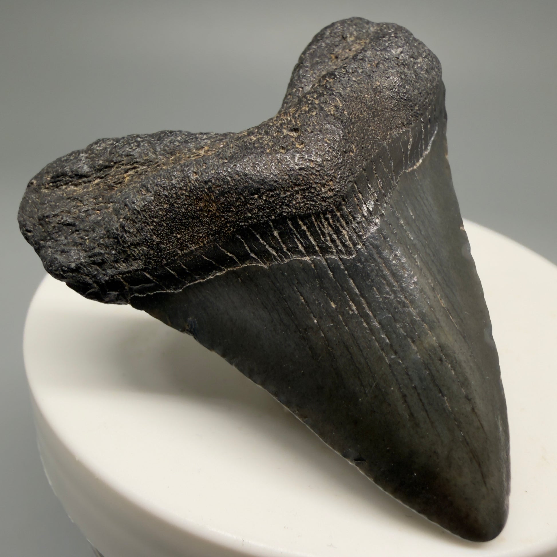 Front Left View 1.88" Heart Shaped Fossil Megalodon Tooth – South Carolina River Find | Authentic Megalodon Tooth CM5553