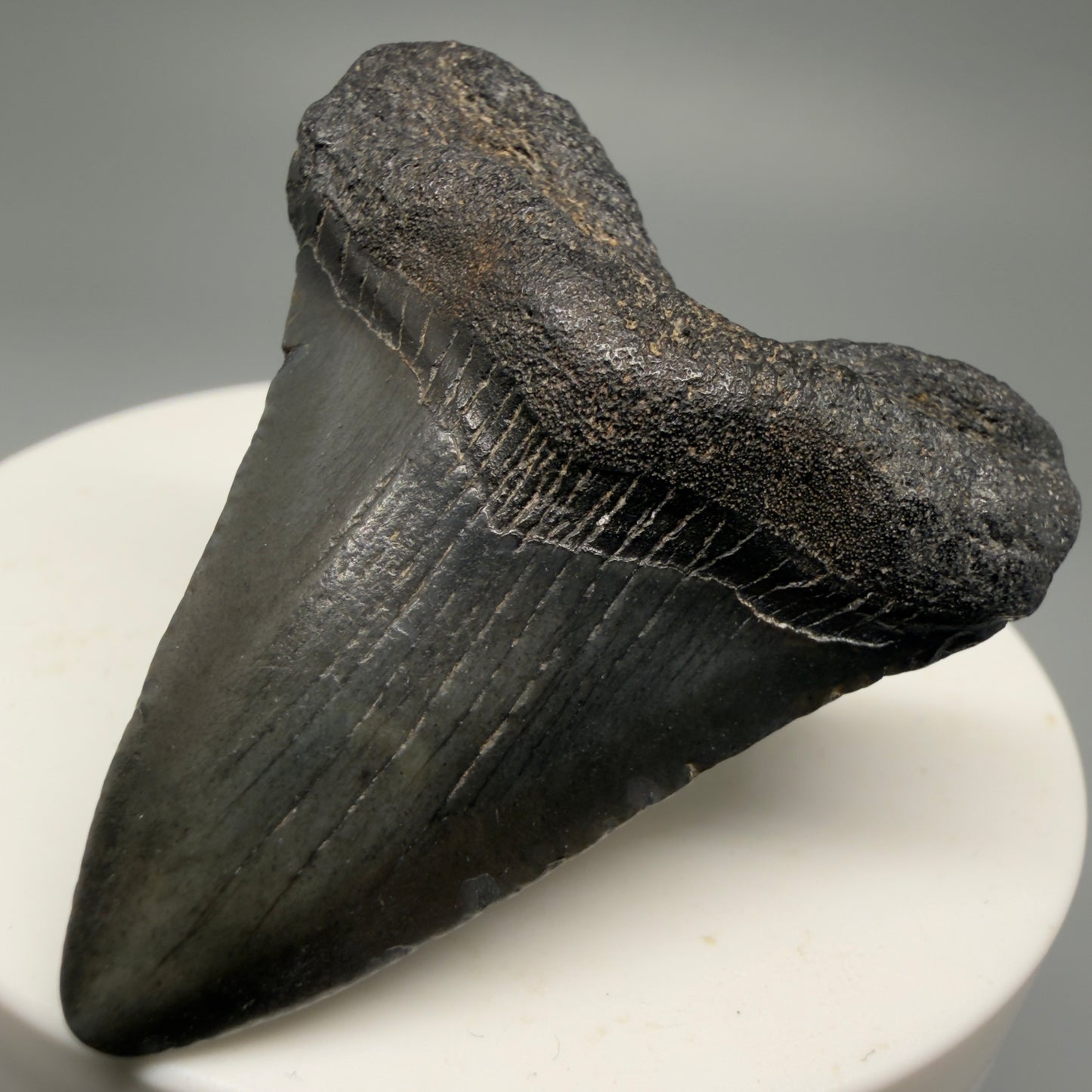 Front Right View 1.88" Heart Shaped Fossil Megalodon Tooth – South Carolina River Find | Authentic Megalodon Tooth CM5553