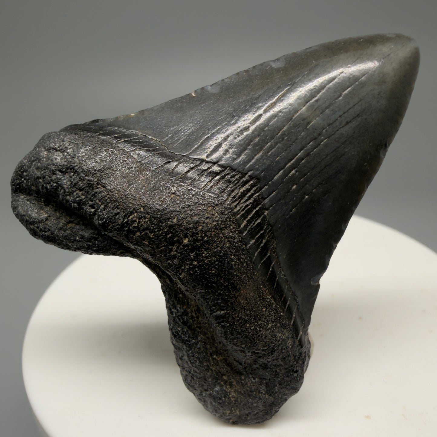 Front View 1.88" Heart Shaped Fossil Megalodon Tooth – South Carolina River Find | Authentic Megalodon Tooth CM5553 - 1