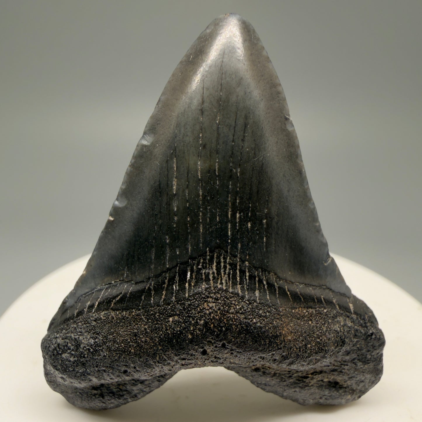 Front View 1.88" Heart Shaped Fossil Megalodon Tooth – South Carolina River Find | Authentic Megalodon Tooth CM5553 - 2