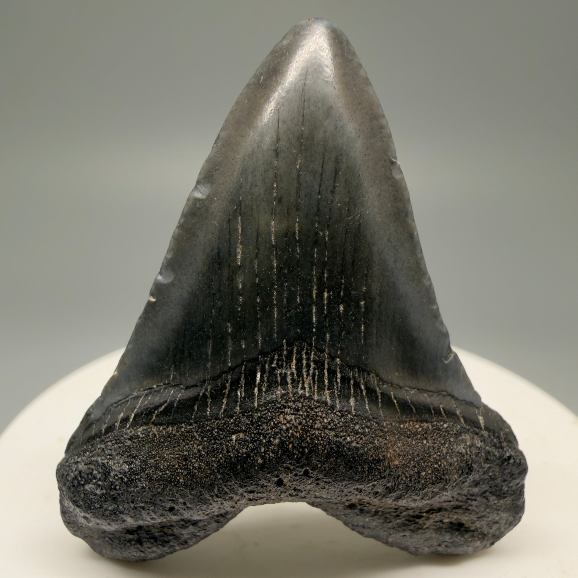 Front View 1.88" Heart Shaped Fossil Megalodon Tooth – South Carolina River Find | Authentic Megalodon Tooth CM5553 - 2