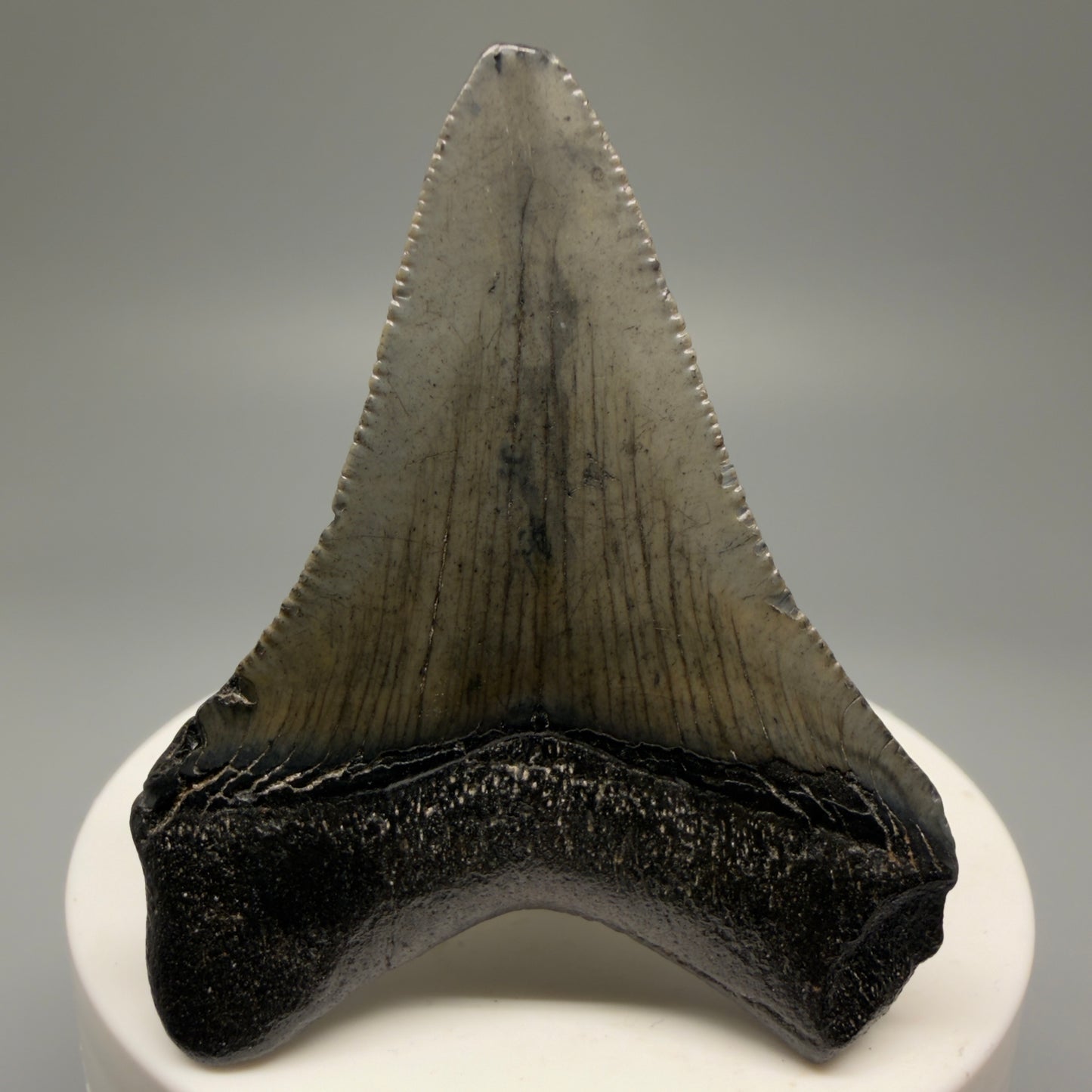 Back View 2.30" Colorful Fossil Megalodon Tooth – South Carolina River Find | Authentic Megalodon Tooth CM5556