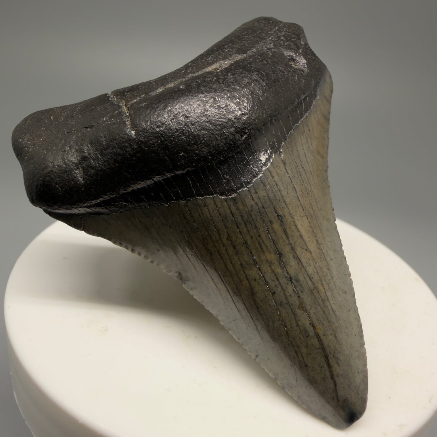 Front Left View 2.30" Colorful Fossil Megalodon Tooth – South Carolina River Find | Authentic Megalodon Tooth CM5556