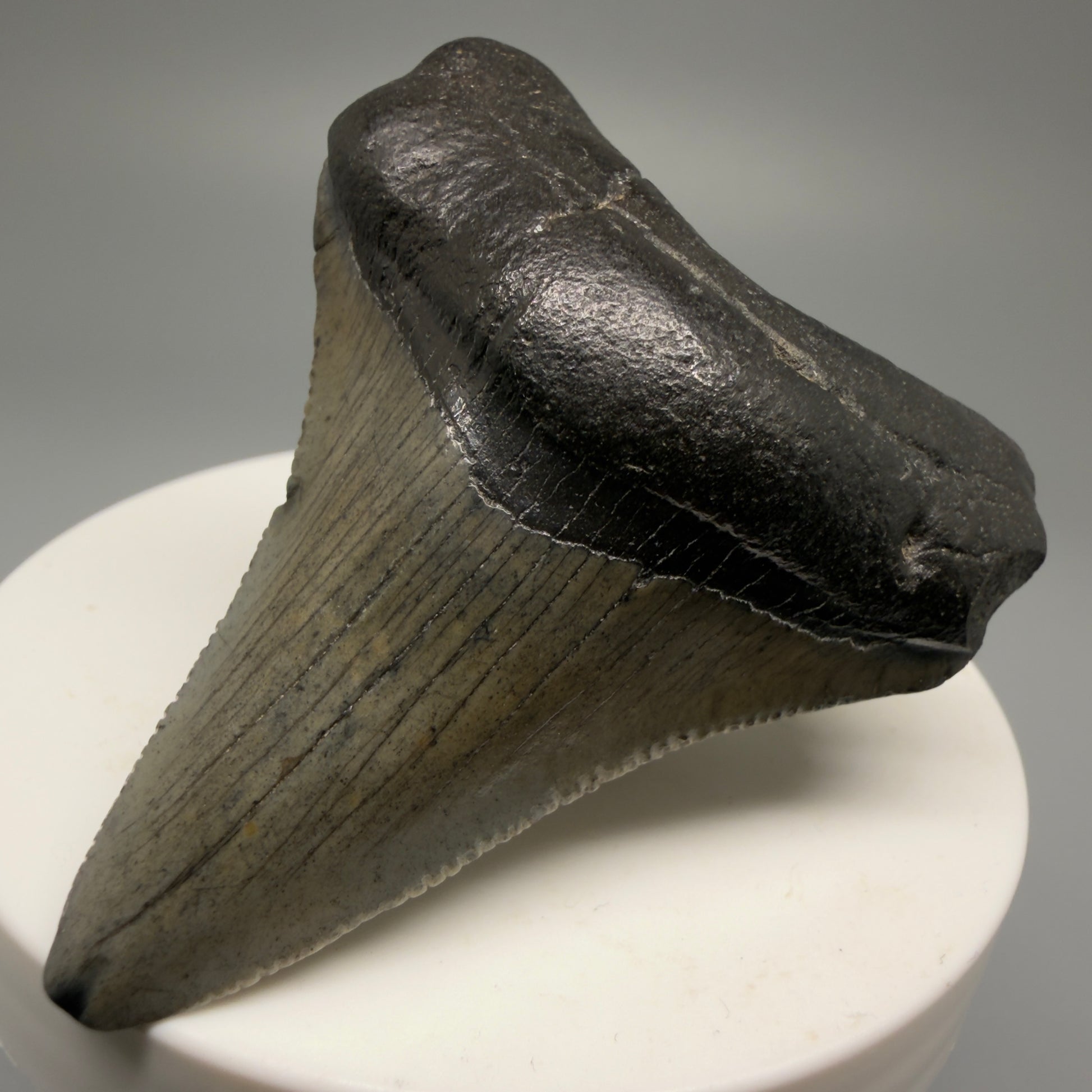 Front Right View 2.30" Colorful Fossil Megalodon Tooth – South Carolina River Find | Authentic Megalodon Tooth CM5556