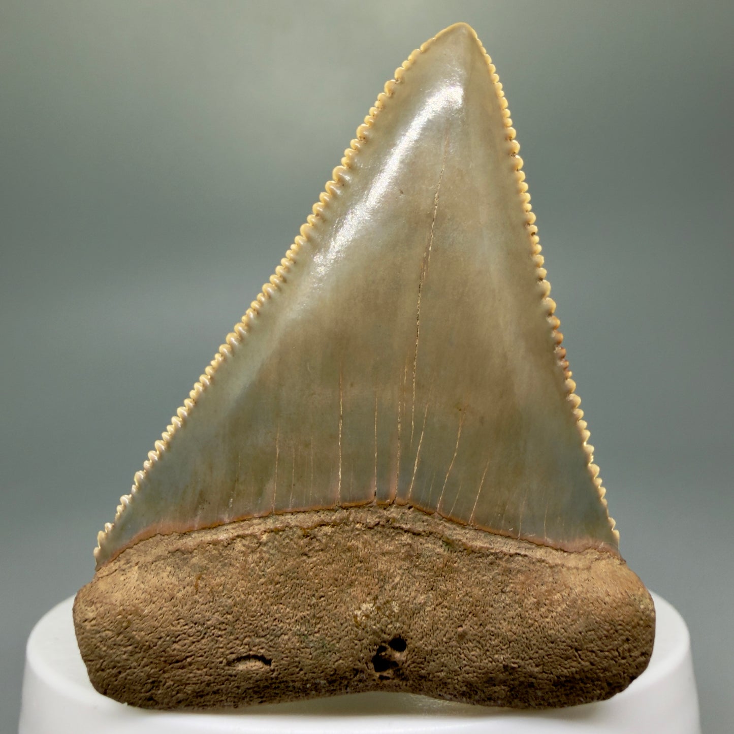 Front View Collector's Quality 2.30" Fossil Great White Shark Tooth - Cooper River, SC - Colorful GW1302 - 3