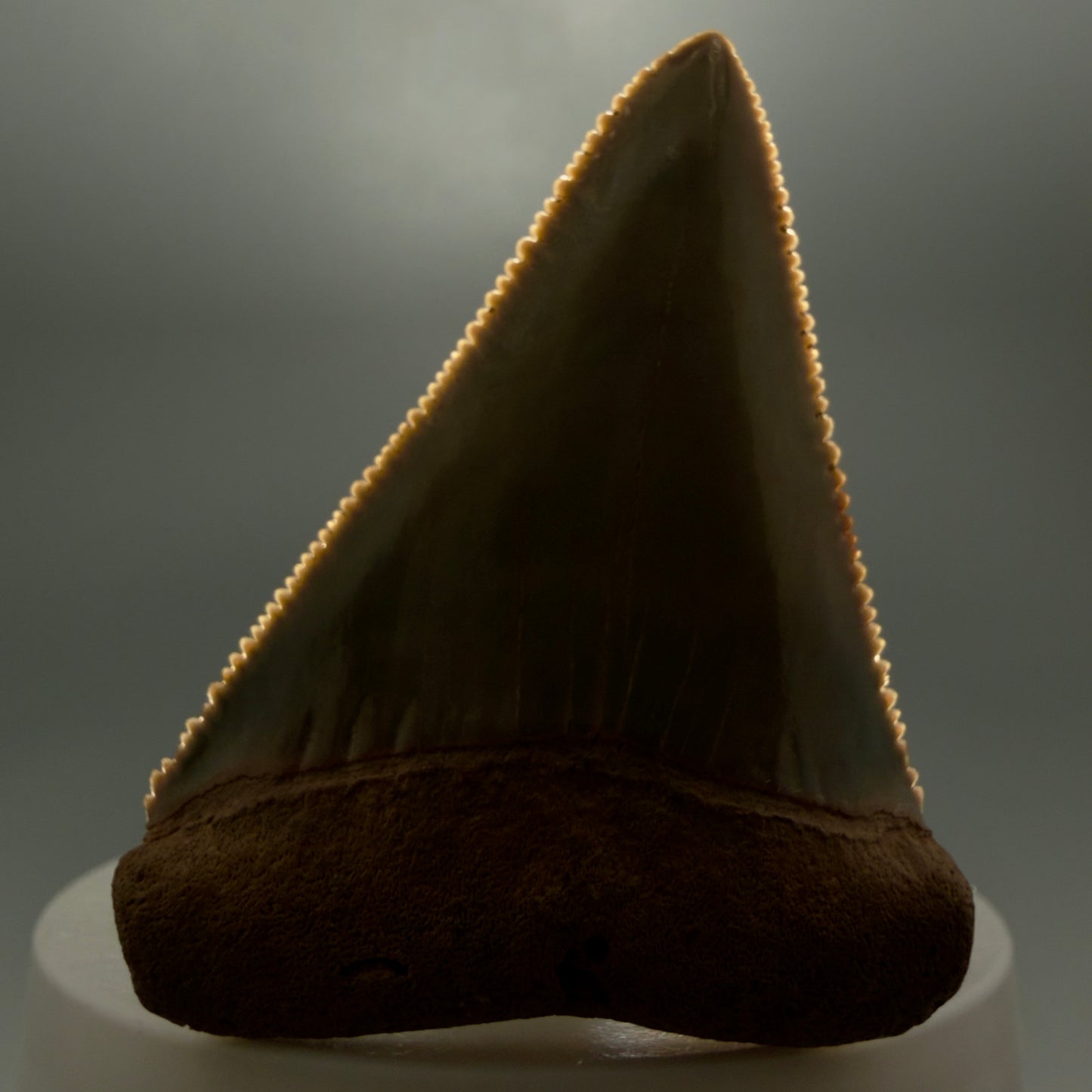 Front View Collector's Quality 2.30" Fossil Great White Shark Tooth - Cooper River, SC - Colorful GW1302 - 2