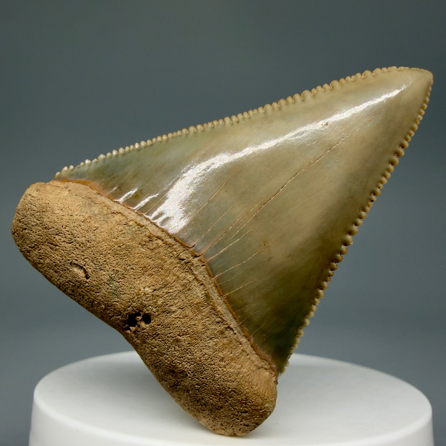 Front View Collector's Quality 2.30" Fossil Great White Shark Tooth - Cooper River, SC - Colorful GW1302 - 1