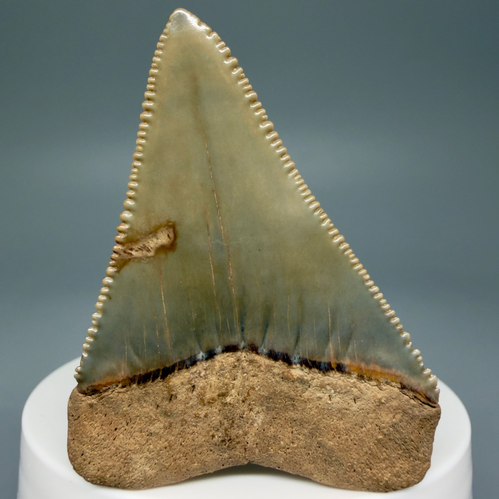 Back View Collector's Quality 2.30" Fossil Great White Shark Tooth - Cooper River, SC - Colorful GW1302