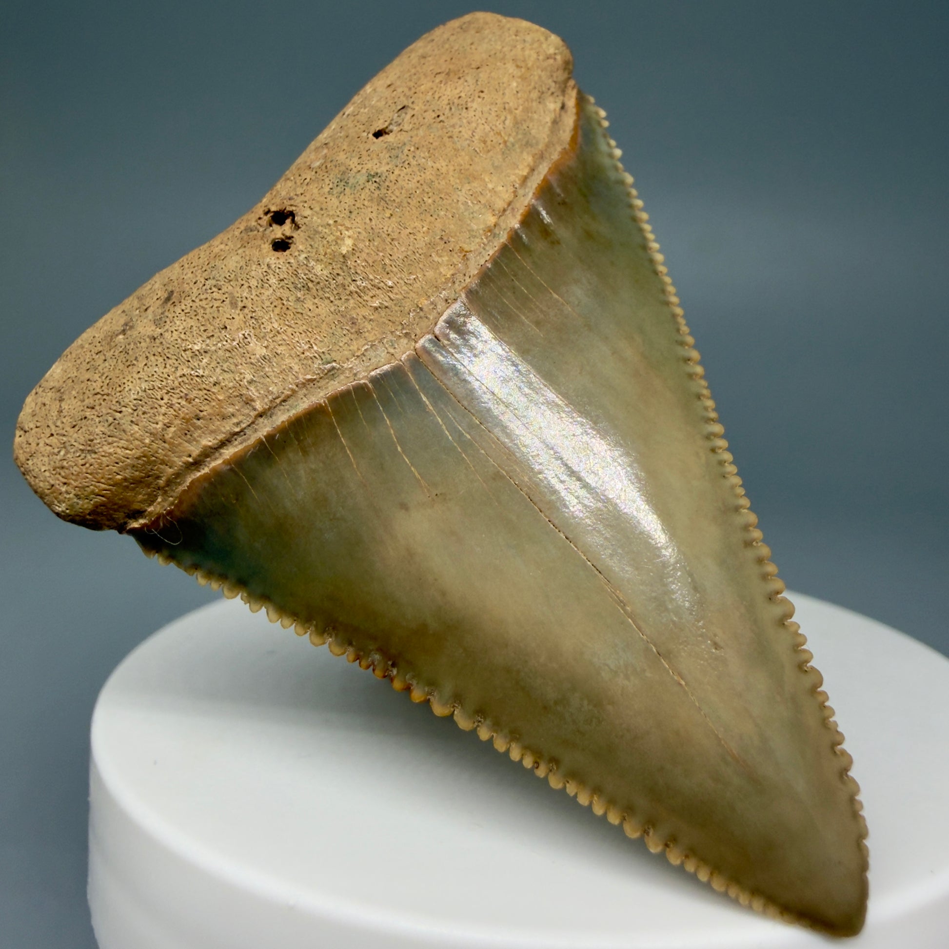 Front Left View Collector's Quality 2.30" Fossil Great White Shark Tooth - Cooper River, SC - Colorful GW1302