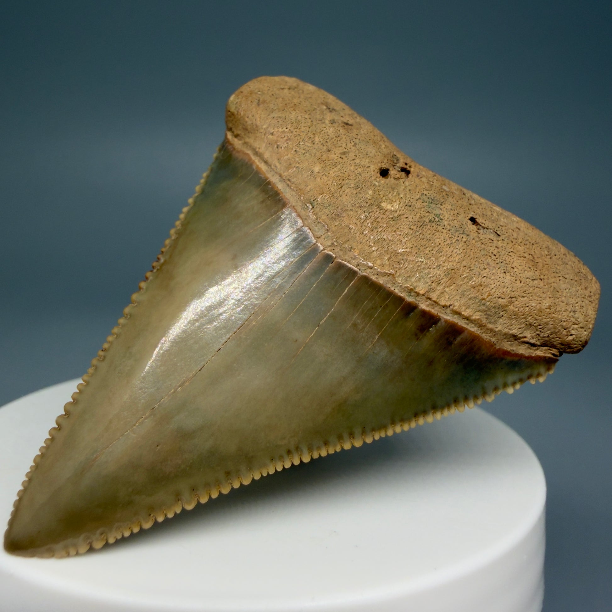 Front Right View Collector's Quality 2.30" Fossil Great White Shark Tooth - Cooper River, SC - Colorful GW1302