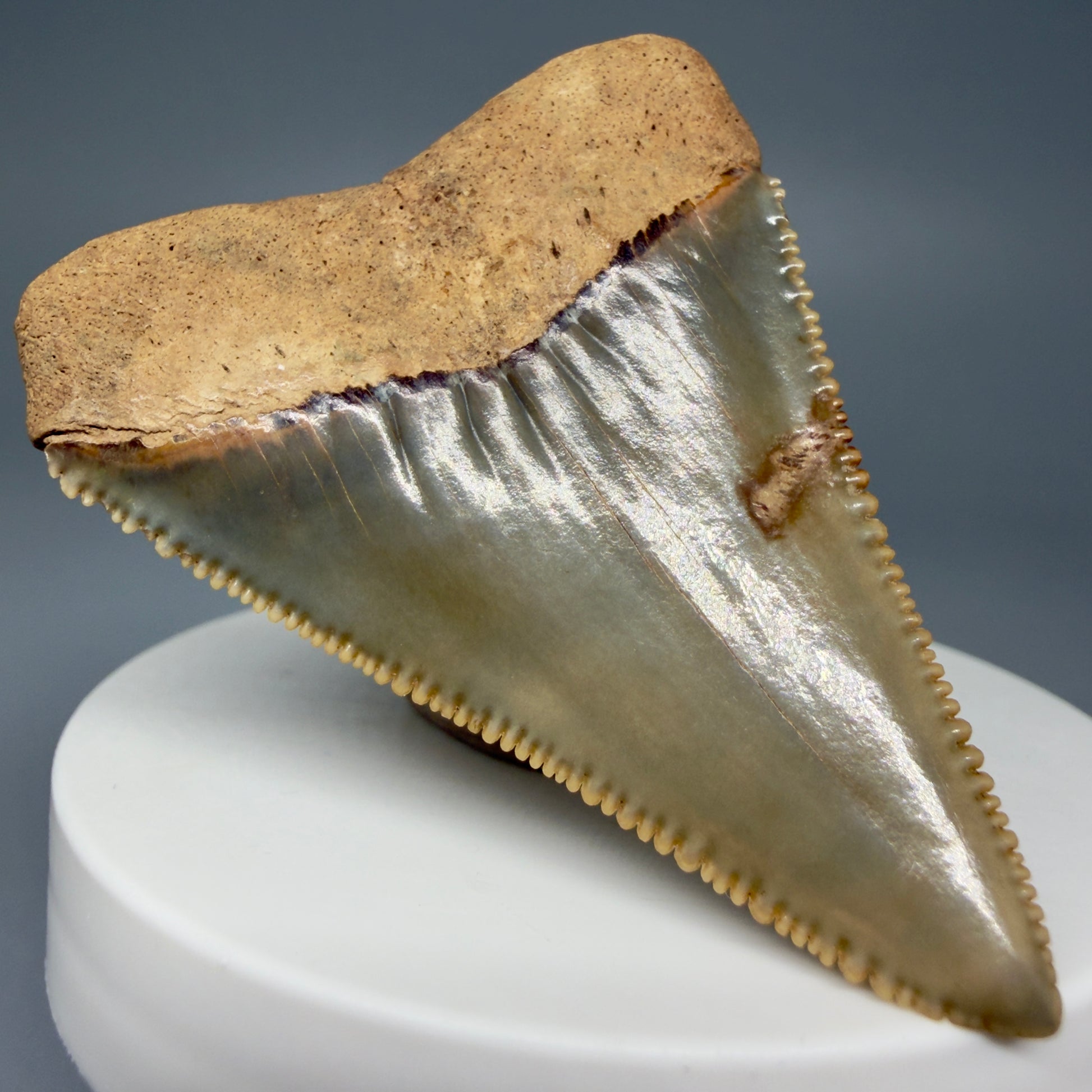 Back Left View Collector's Quality 2.30" Fossil Great White Shark Tooth - Cooper River, SC - Colorful GW1302