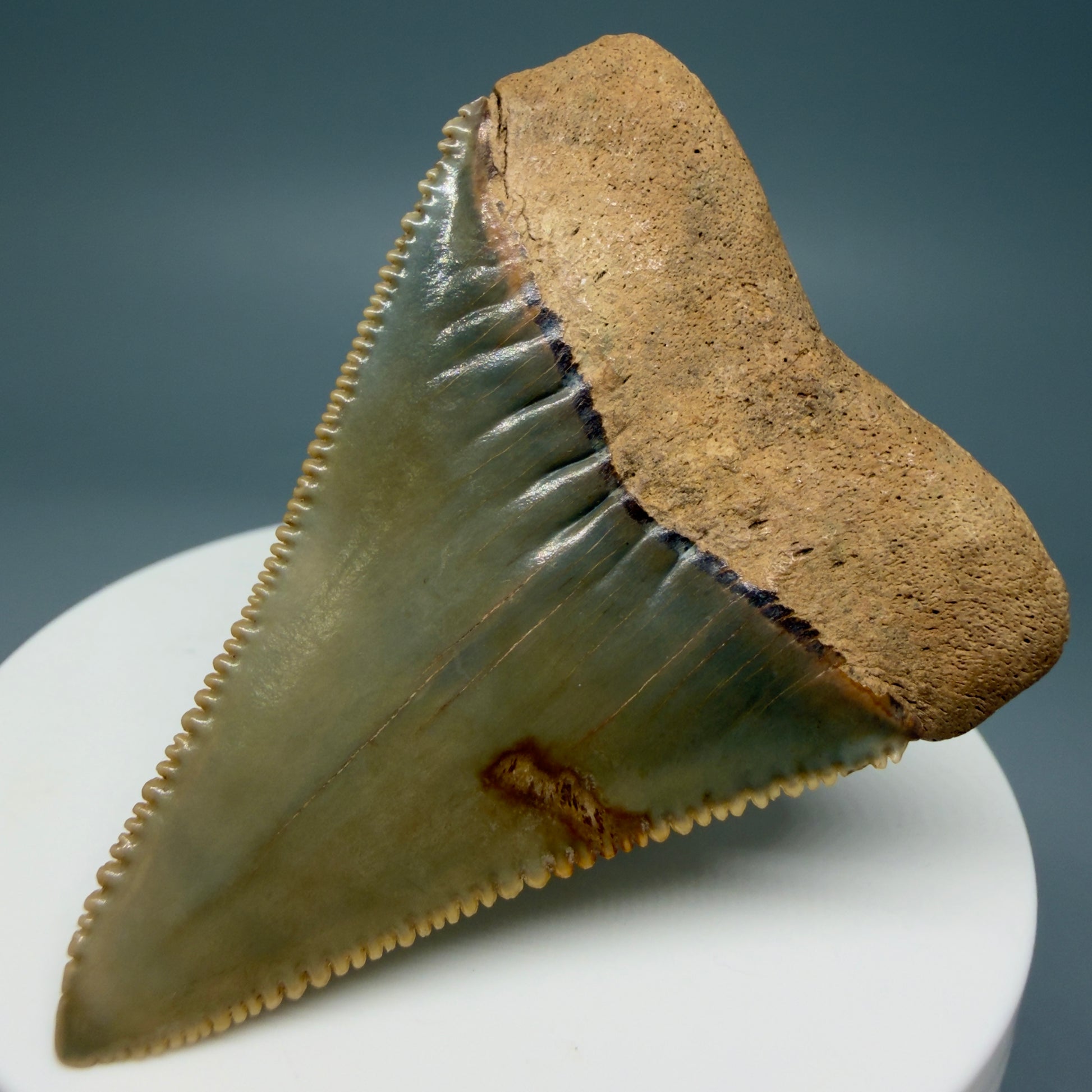 Back Right View Collector's Quality 2.30" Fossil Great White Shark Tooth - Cooper River, SC - Colorful GW1302