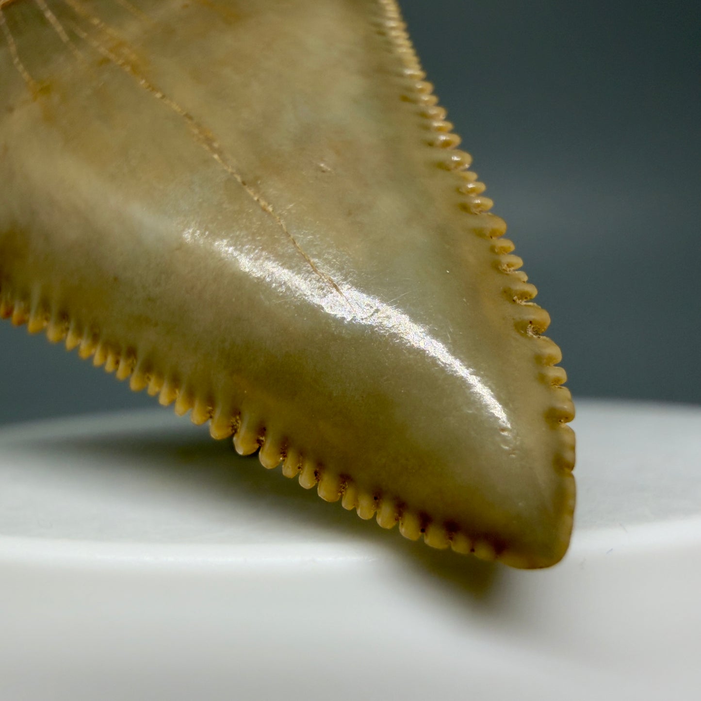 Tip Detail Collector's Quality 2.30" Fossil Great White Shark Tooth - Cooper River, SC - Colorful GW1302