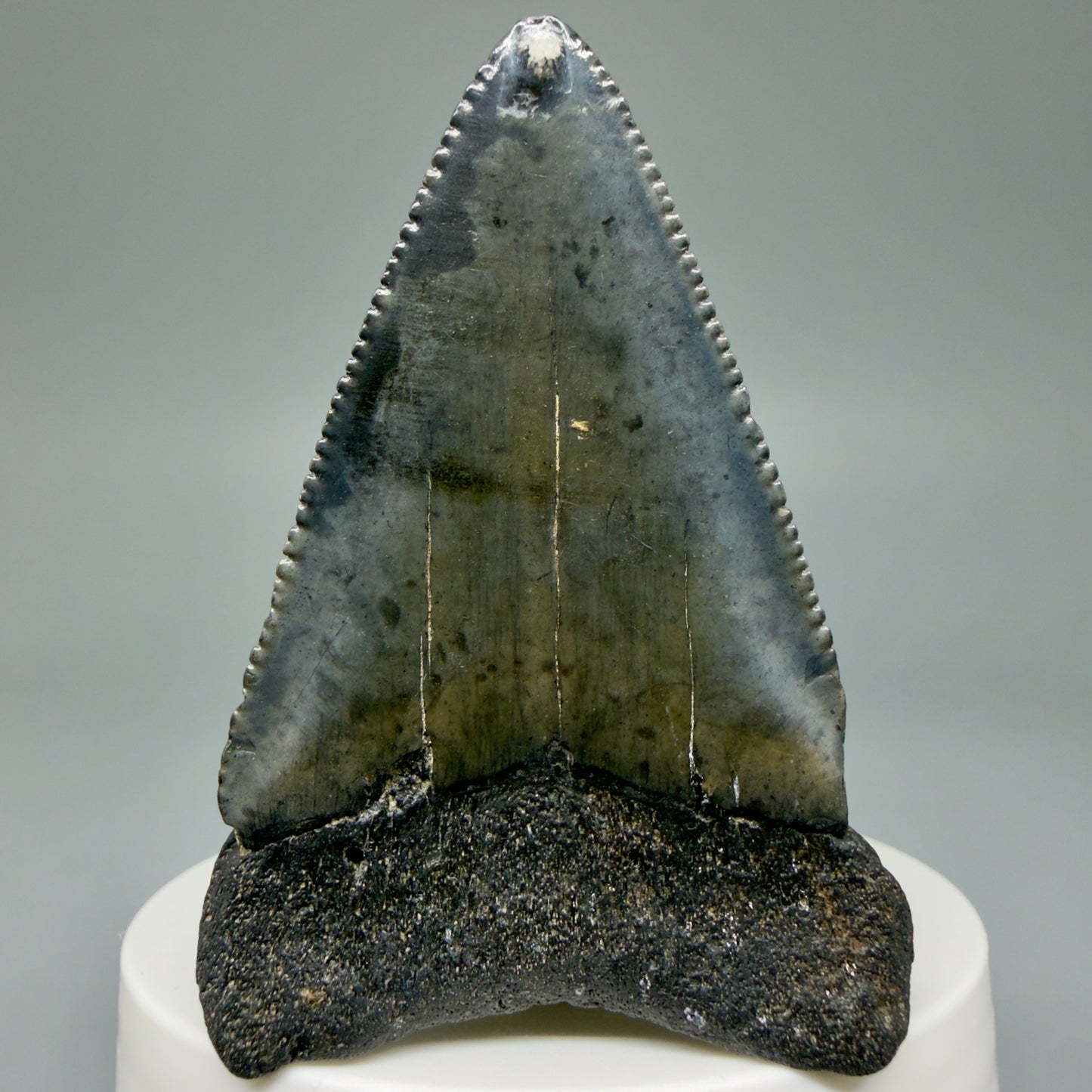 Back View Large, serrated 2.53" Fossil Great White Shark Tooth - South Carolina GW1303
