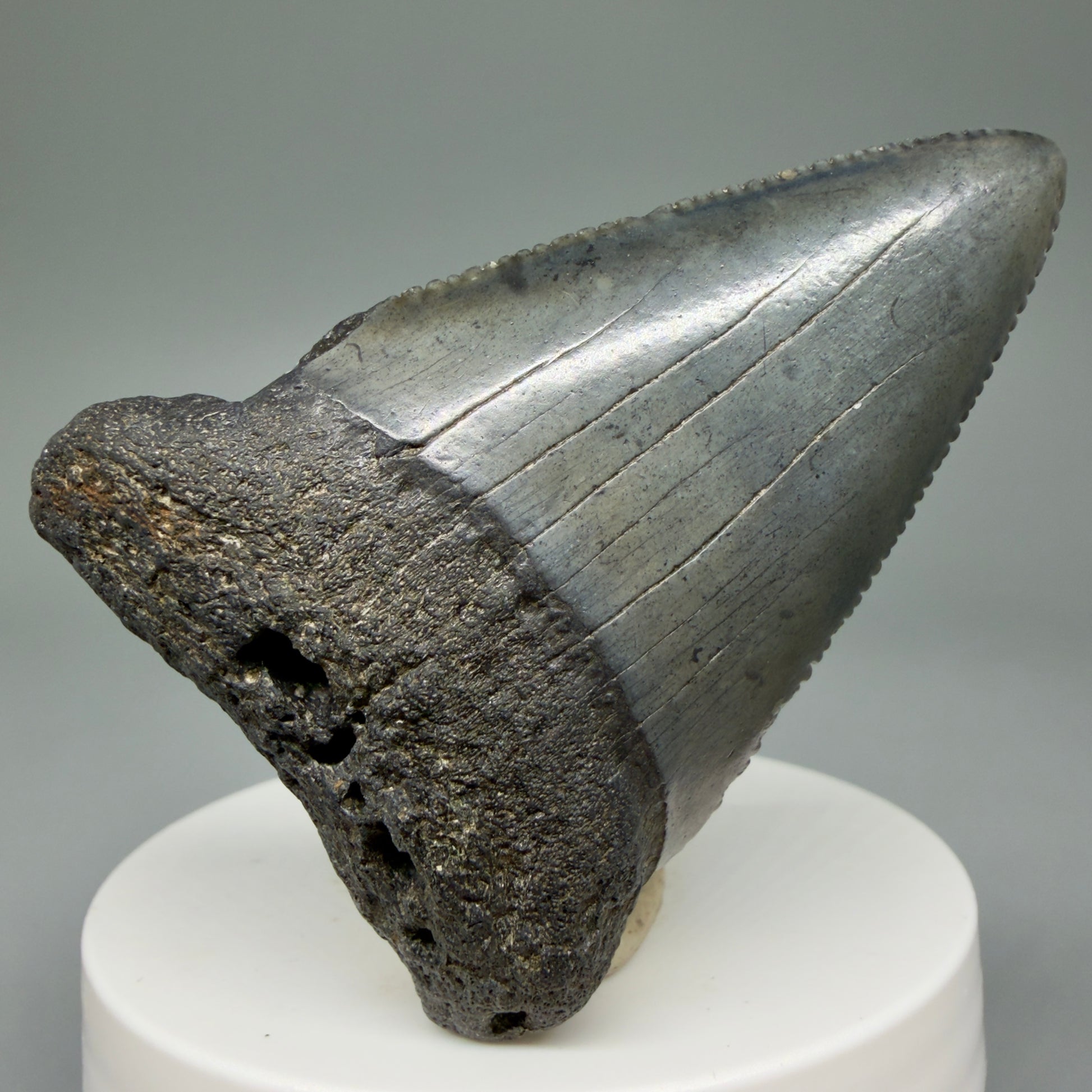 Front View Large, serrated 2.53" Fossil Great White Shark Tooth - South Carolina GW1303 - 1