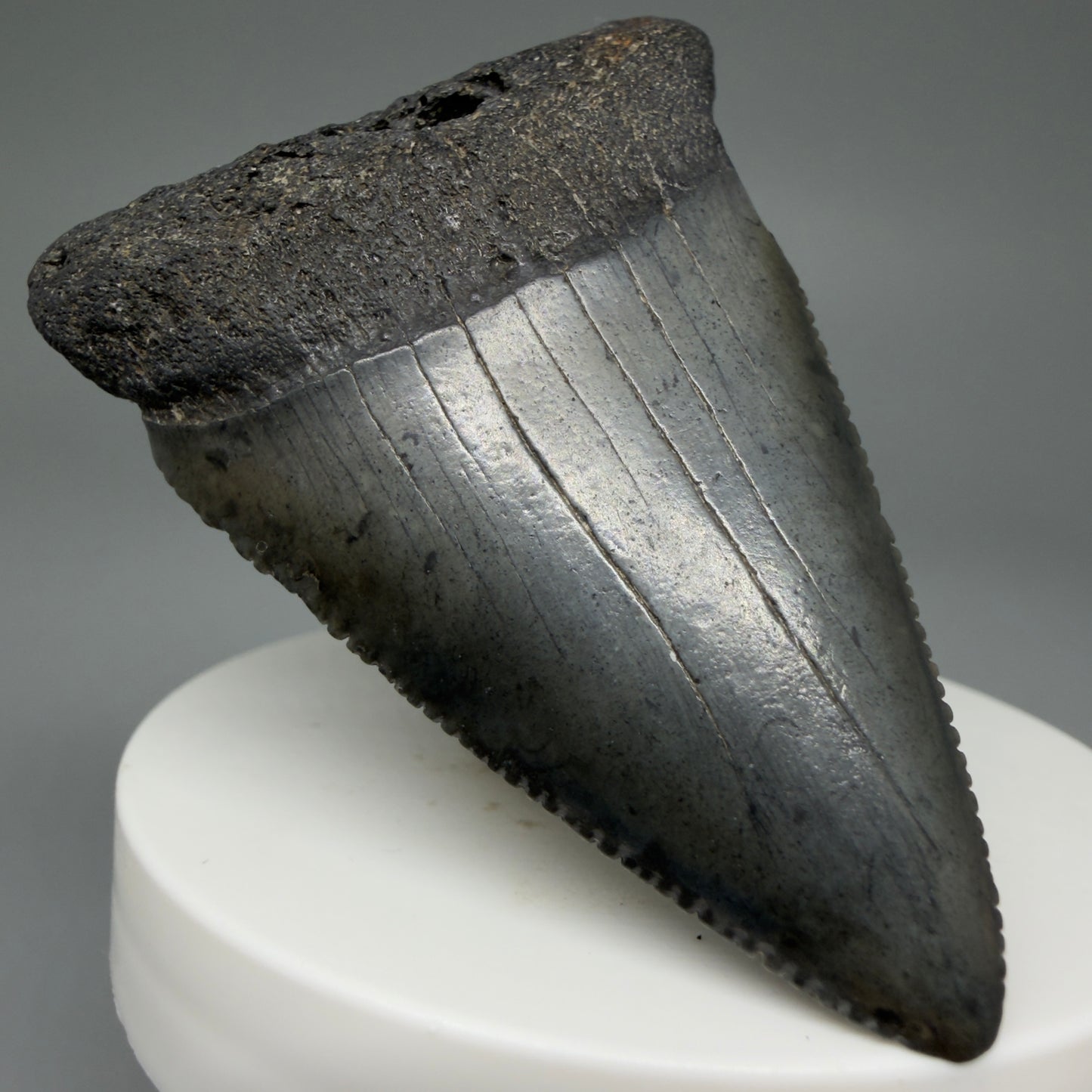 Front Left View Large, serrated 2.53" Fossil Great White Shark Tooth - South Carolina GW1303