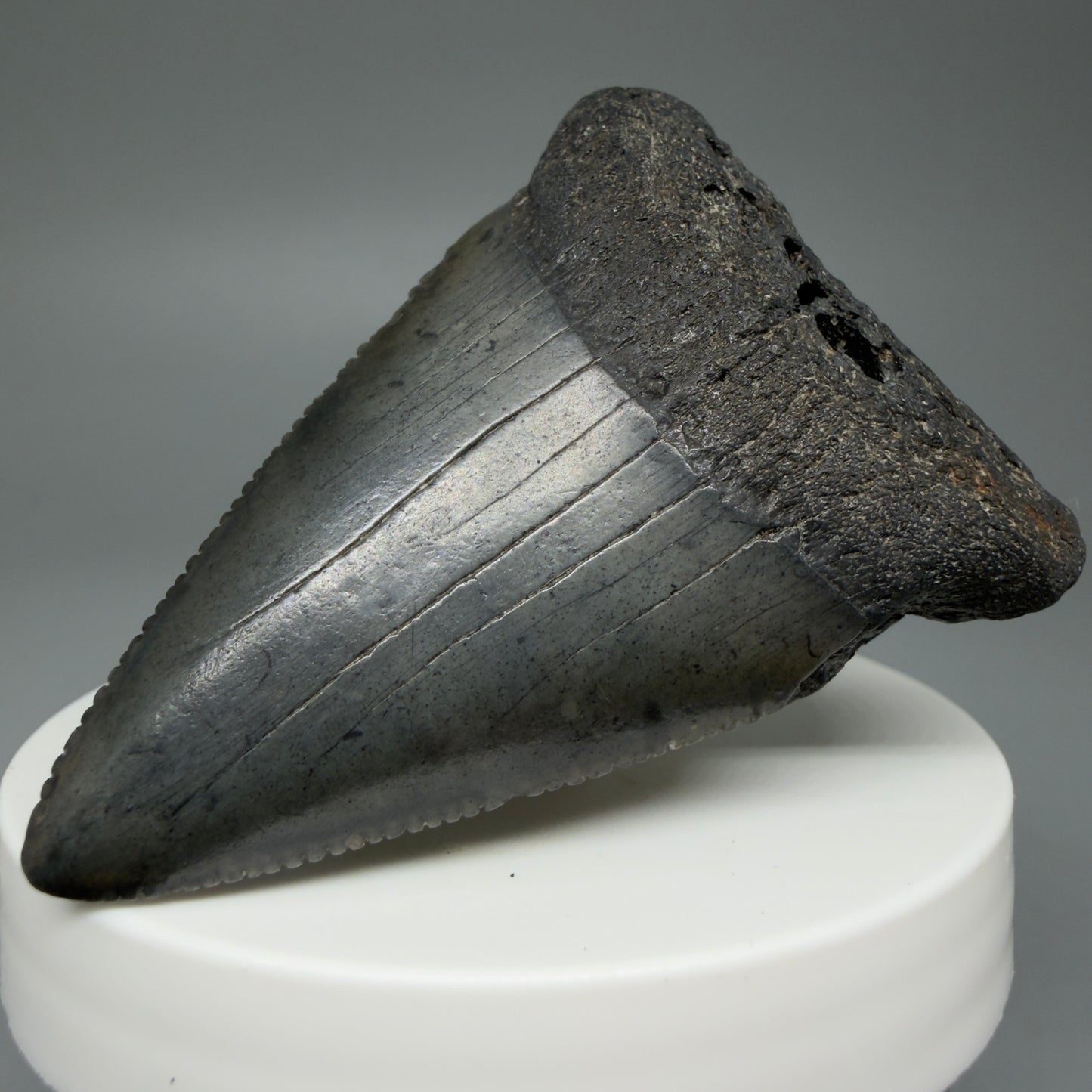 Front Right View Large, serrated 2.53" Fossil Great White Shark Tooth - South Carolina GW1303