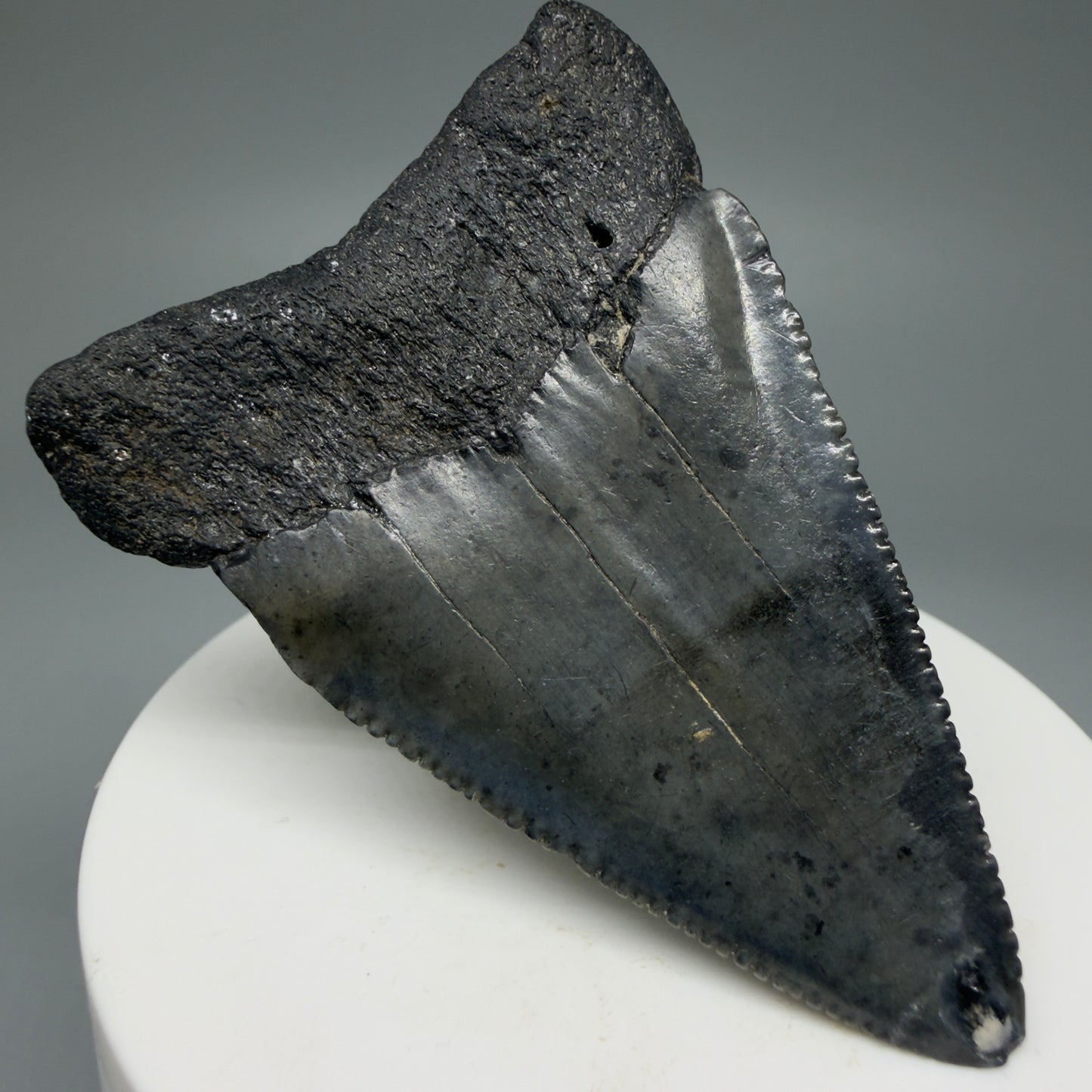 Back Left View Large, serrated 2.53" Fossil Great White Shark Tooth - South Carolina GW1303