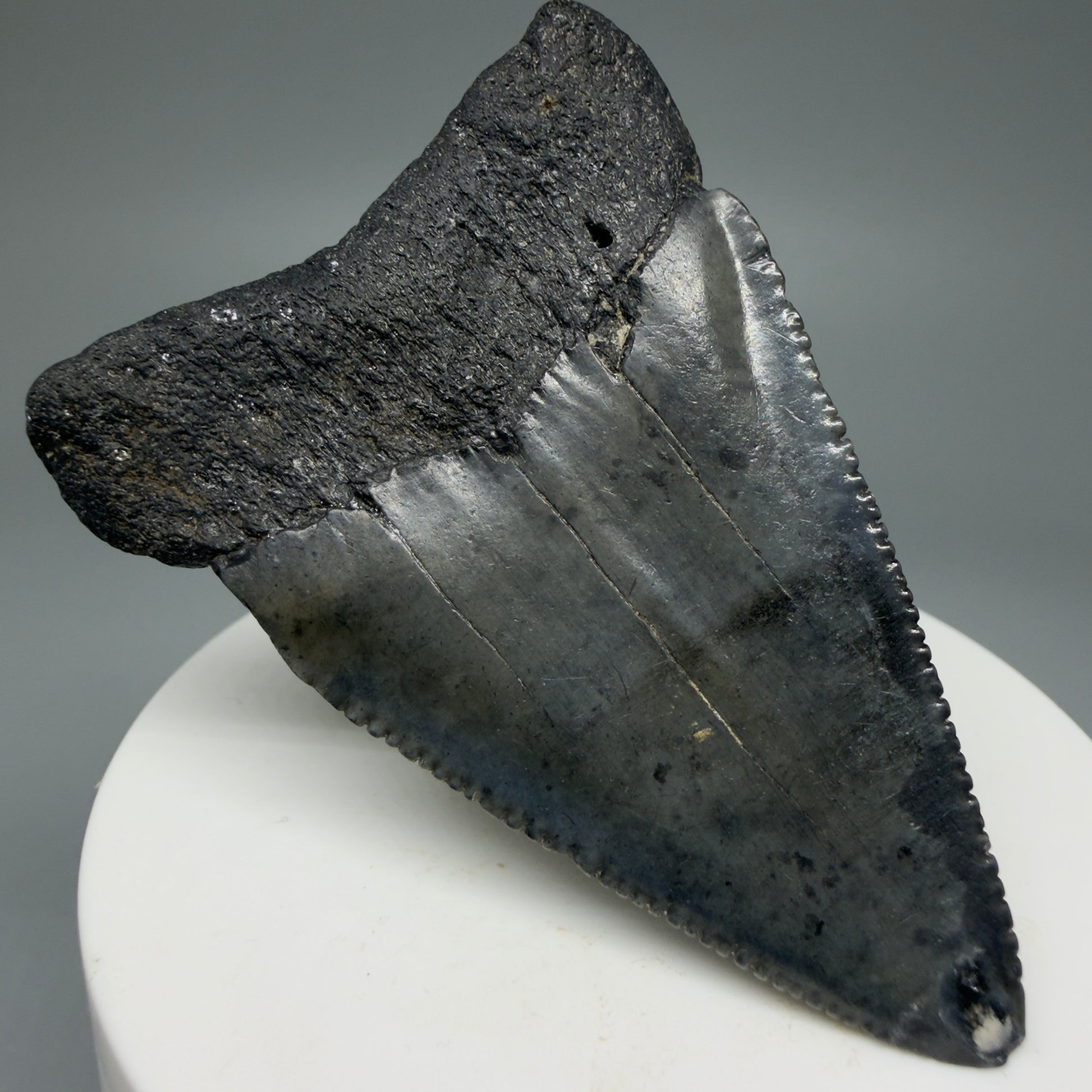 Back Left View Large, serrated 2.53" Fossil Great White Shark Tooth - South Carolina GW1303