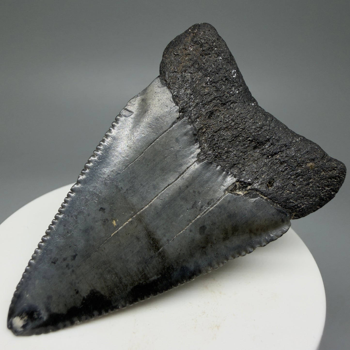Back Right View Large, serrated 2.53" Fossil Great White Shark Tooth - South Carolina GW1303