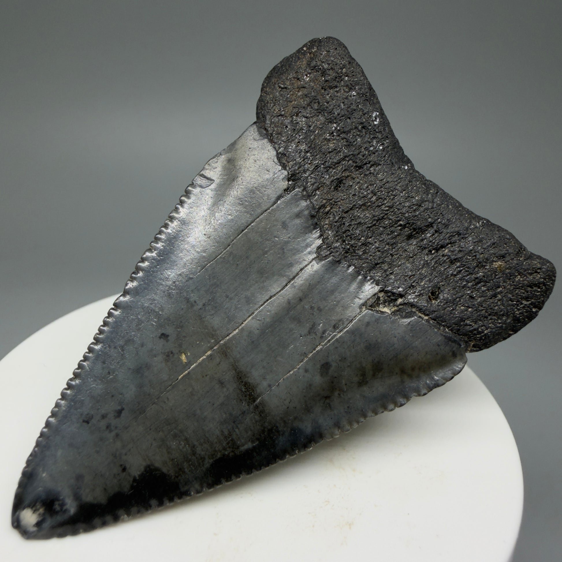 Back Right View Large, serrated 2.53" Fossil Great White Shark Tooth - South Carolina GW1303