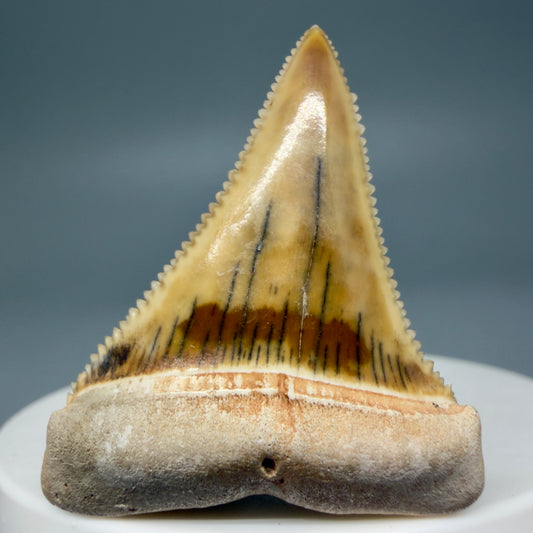 Front View Collector's Quality, colorful 1.67" long Fossil Great White Tooth from the deserts of Peru GW292 - 3