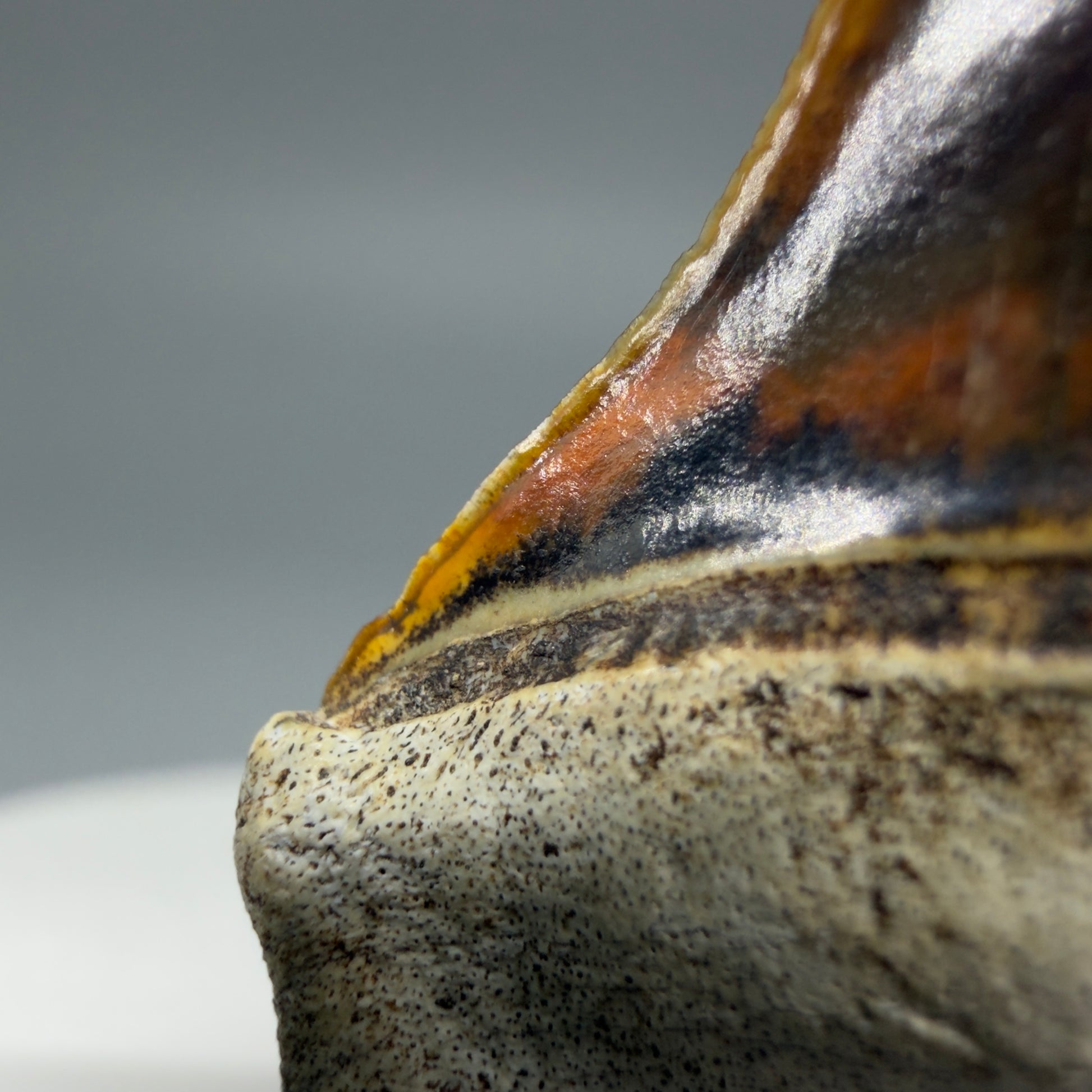 Serration details Stunning, high quality 1.53" long Fossil Transitional Great White - Carcharodon hubbelli Tooth from Peru | Fossil for Sale
