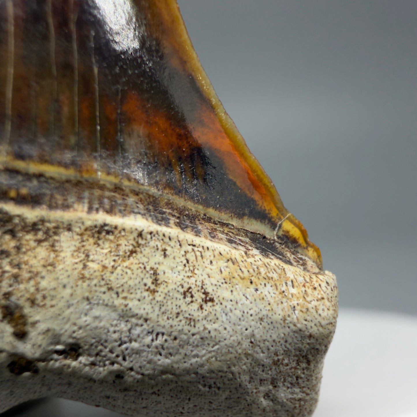 Serration details Stunning, high quality 1.53" long Fossil Transitional Great White - Carcharodon hubbelli Tooth from Peru | Fossil for Sale - 1