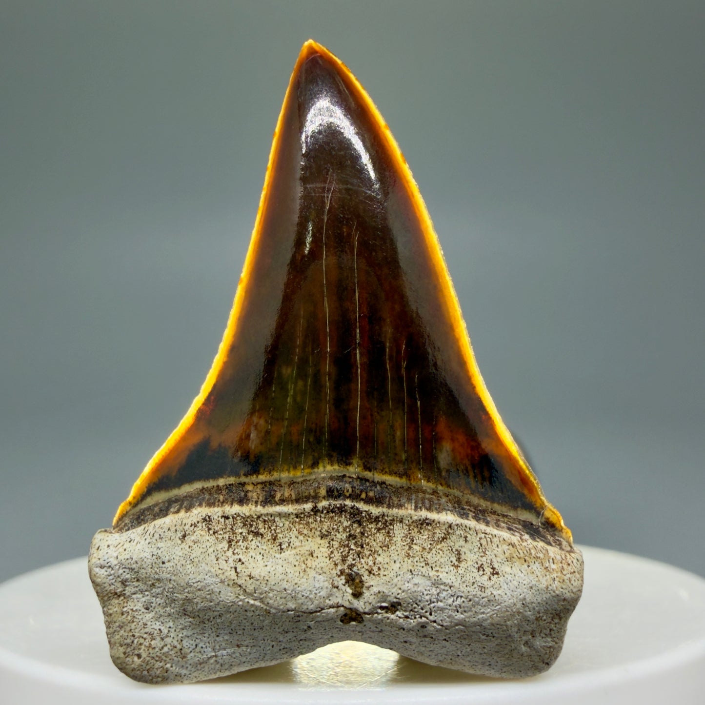 Front View Stunning, high quality 1.53" long Fossil Transitional Great White - Carcharodon hubbelli Tooth from Peru | Fossil for Sale - 2