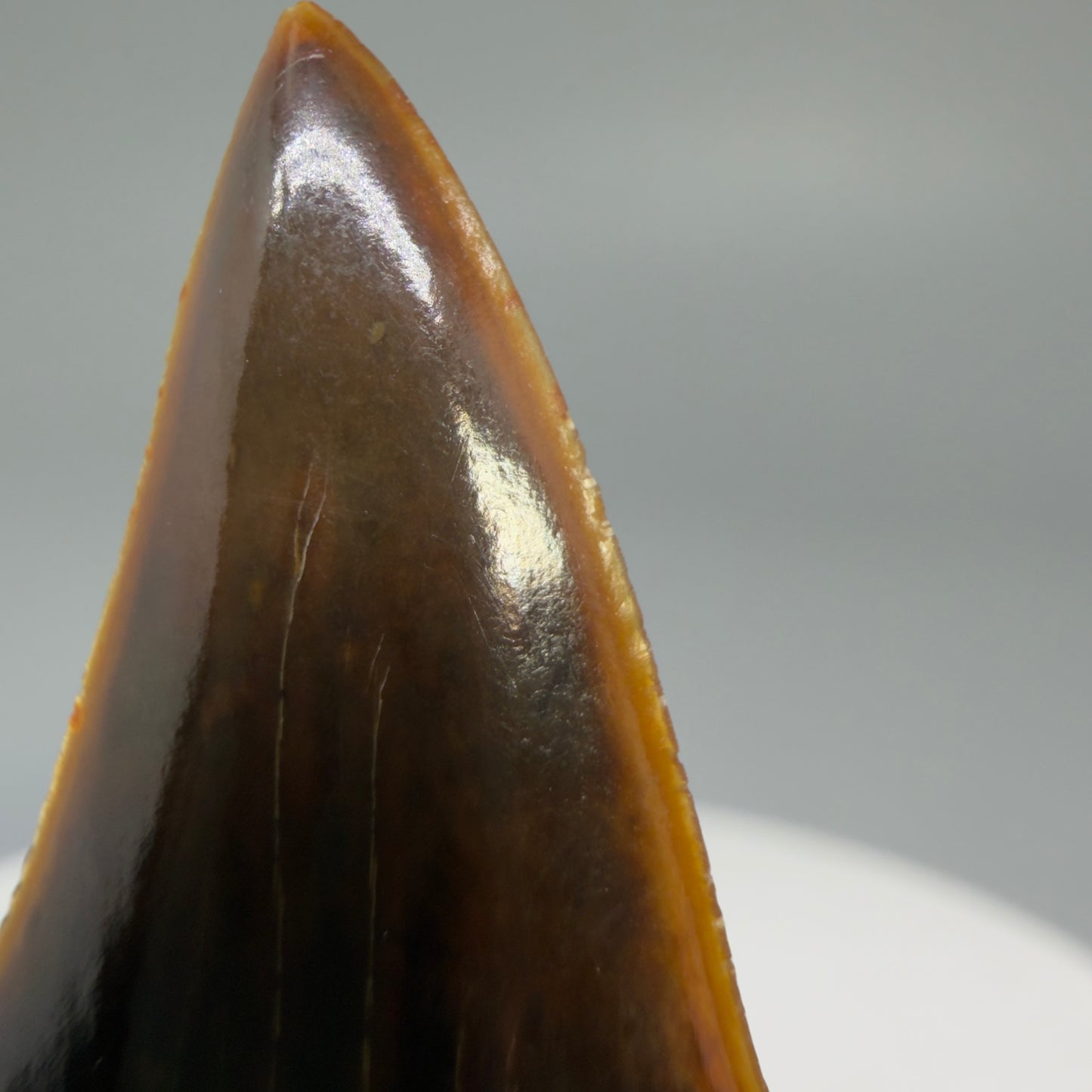 Serration details Stunning, high quality 1.53" long Fossil Transitional Great White - Carcharodon hubbelli Tooth from Peru | Fossil for Sale - 3